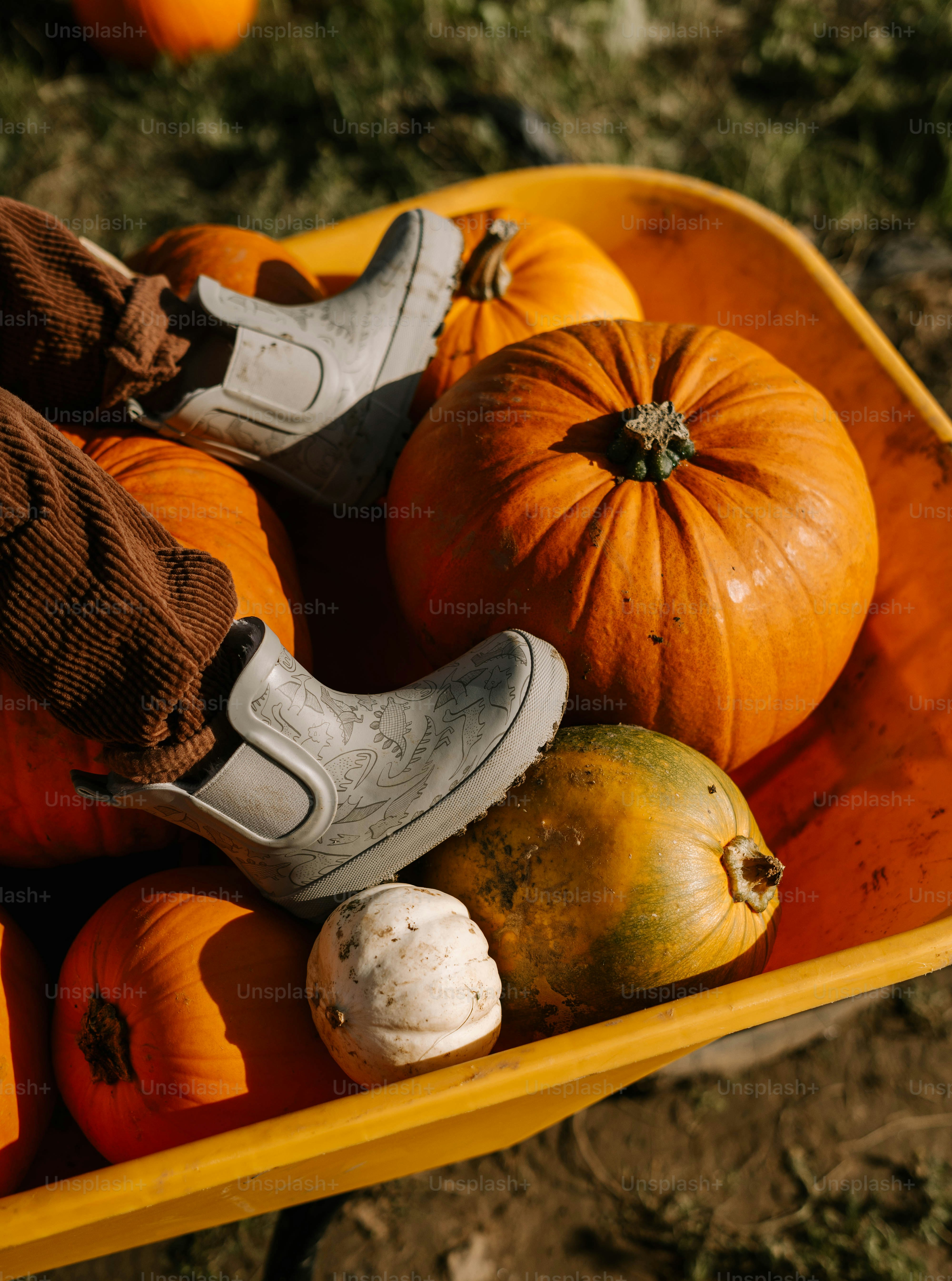 Una carretilla amarilla llena de calabazas y zapallos