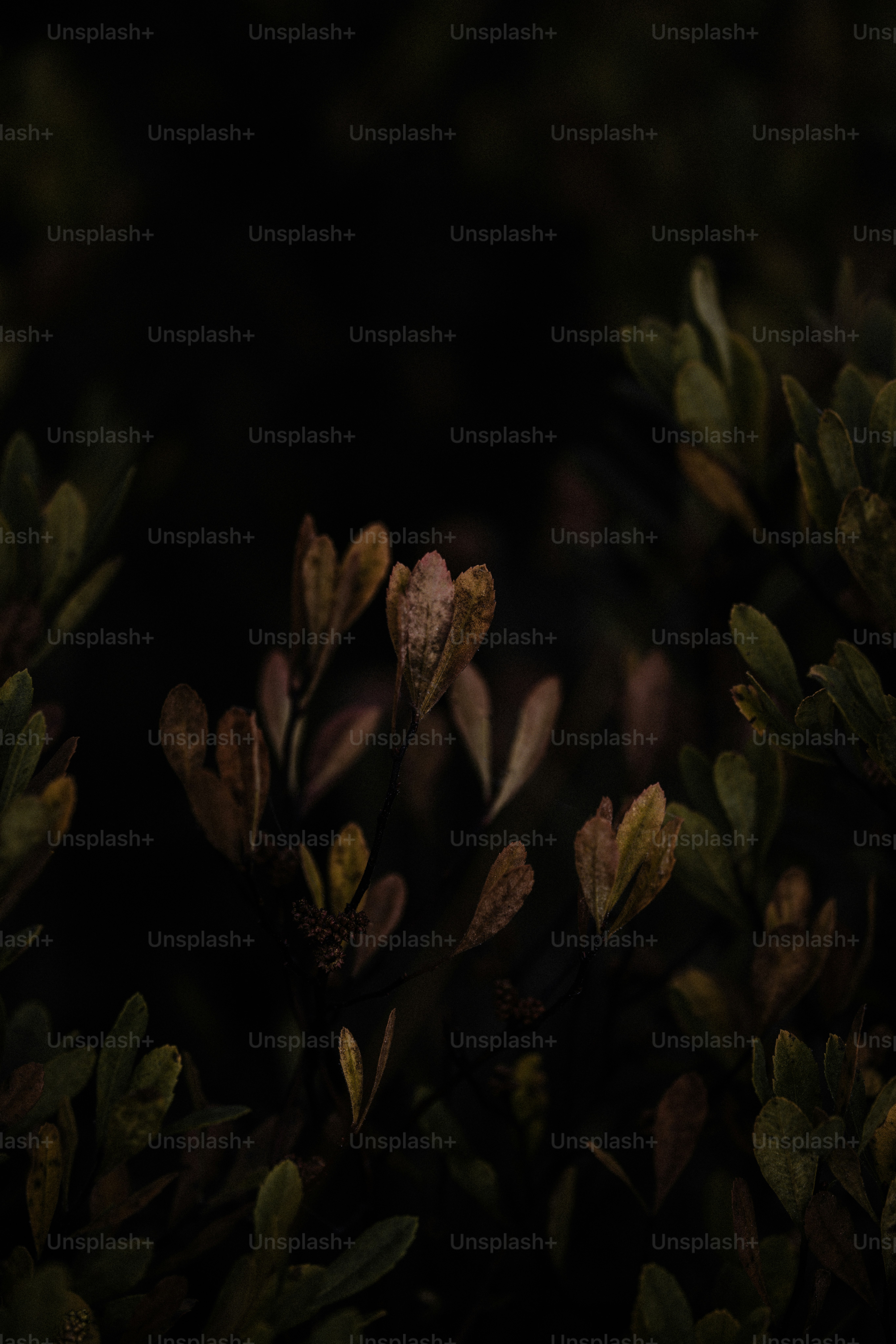 Um close-up de uma planta com folhas