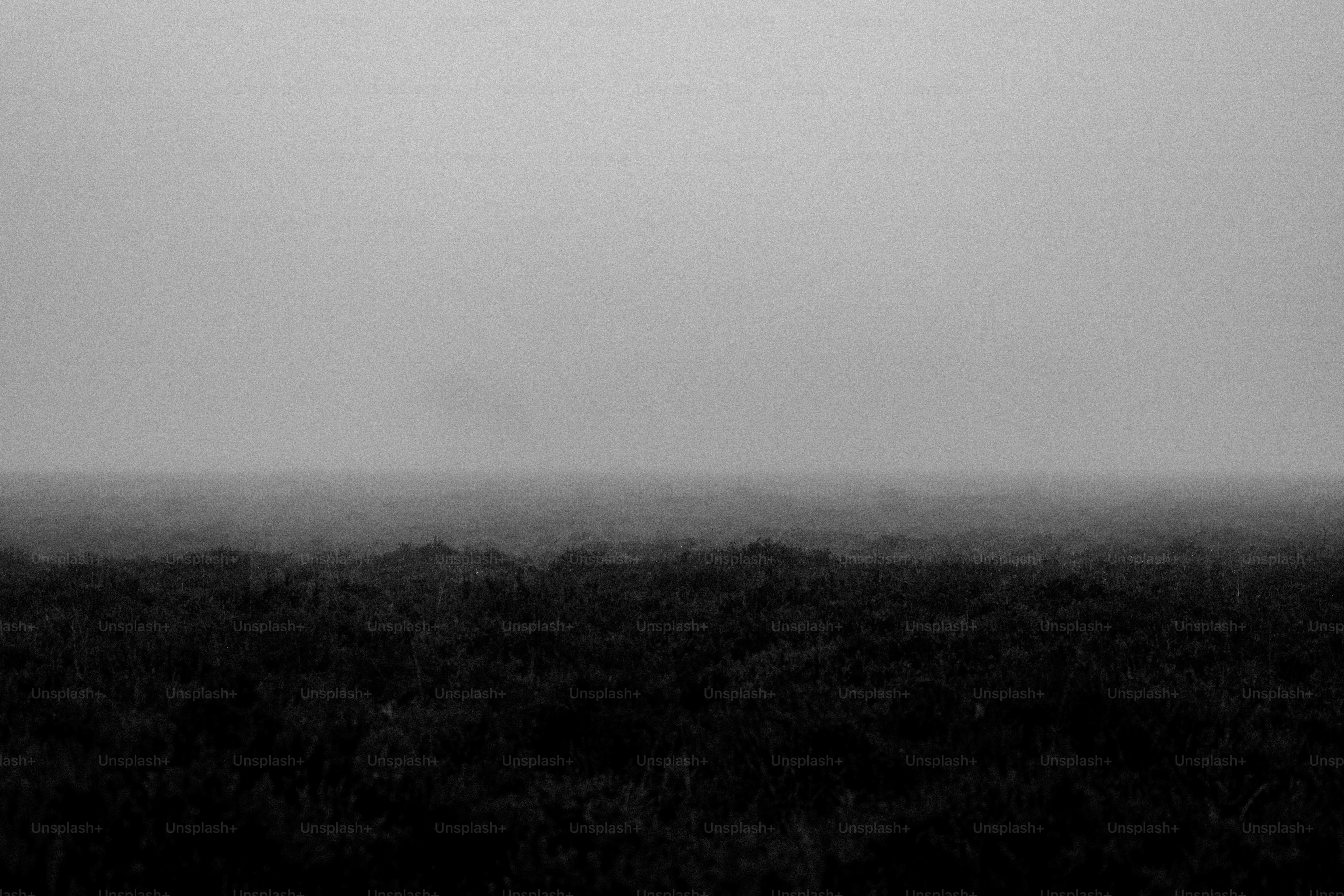 A black and white photo of a foggy field
