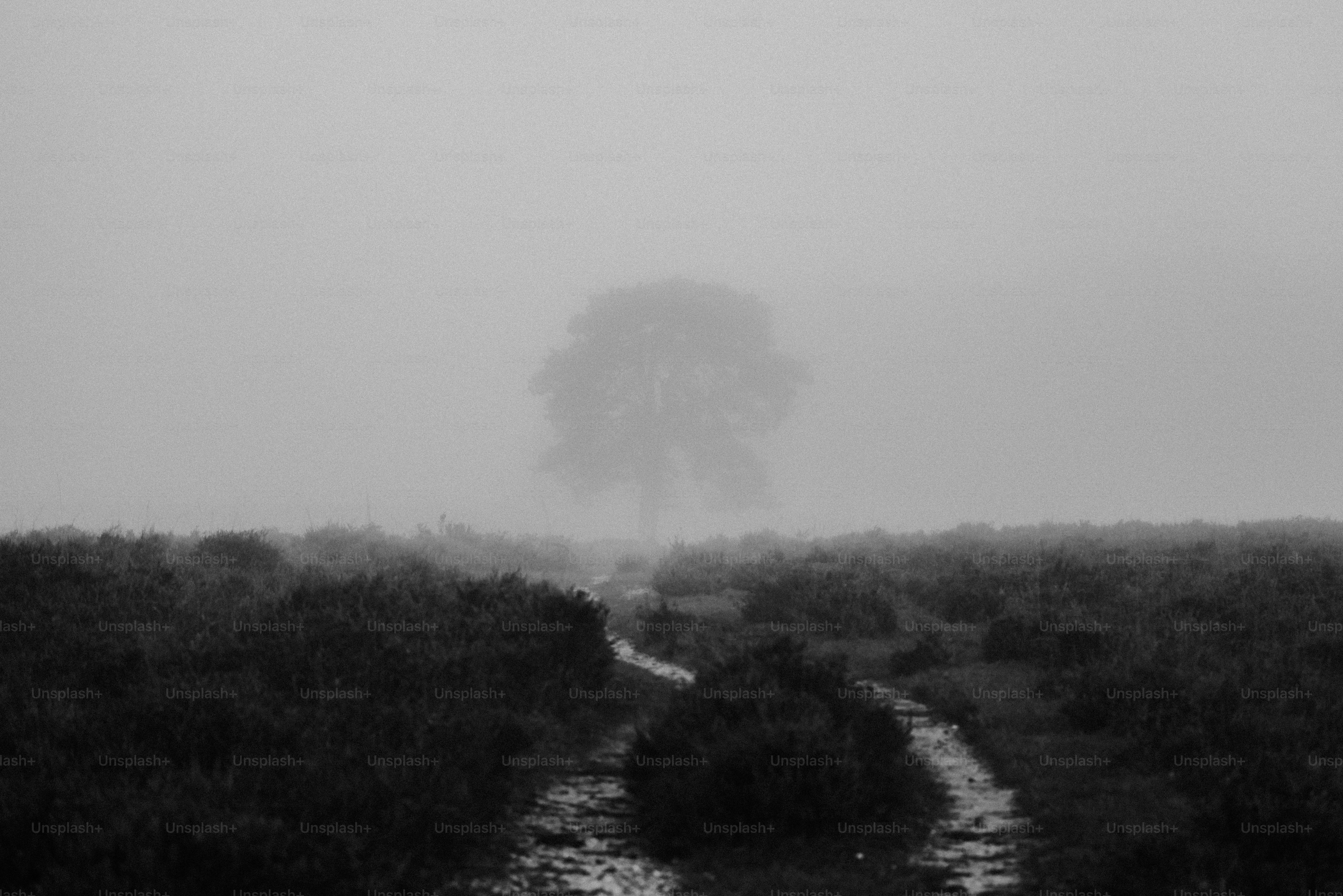 A black and white photo of a foggy field