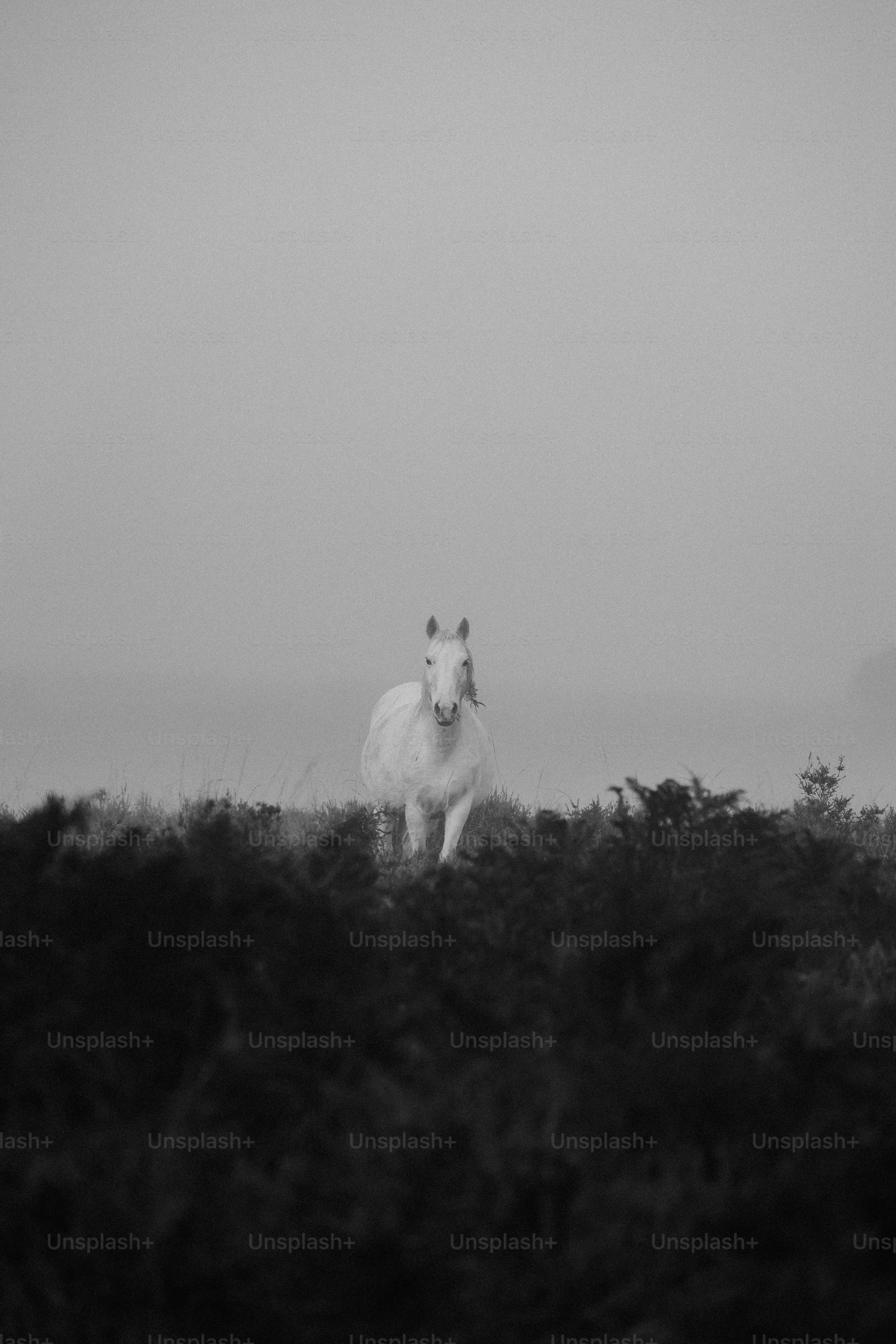 A black and white photo of a horse in a field