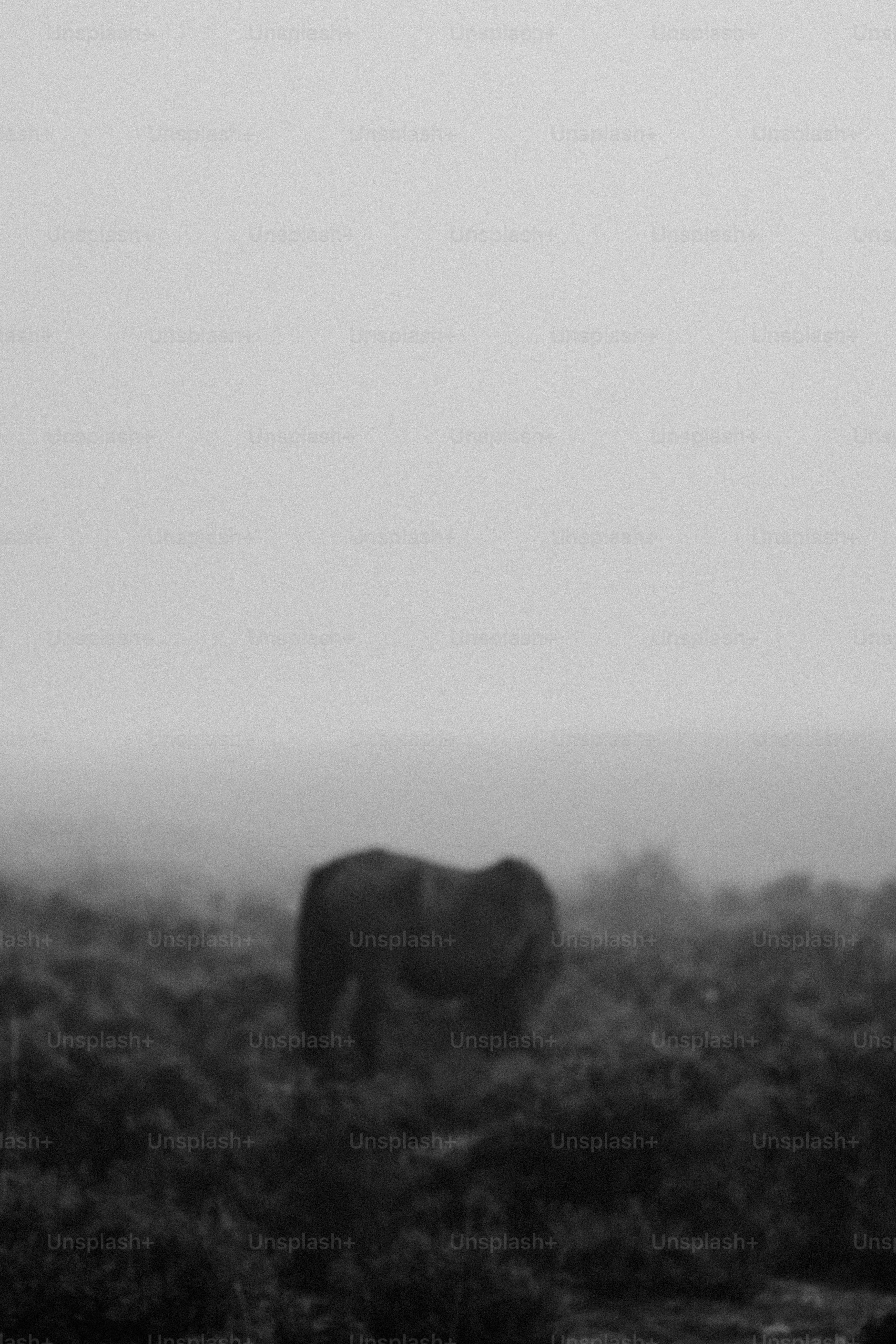 A black and white photo of a horse in a field
