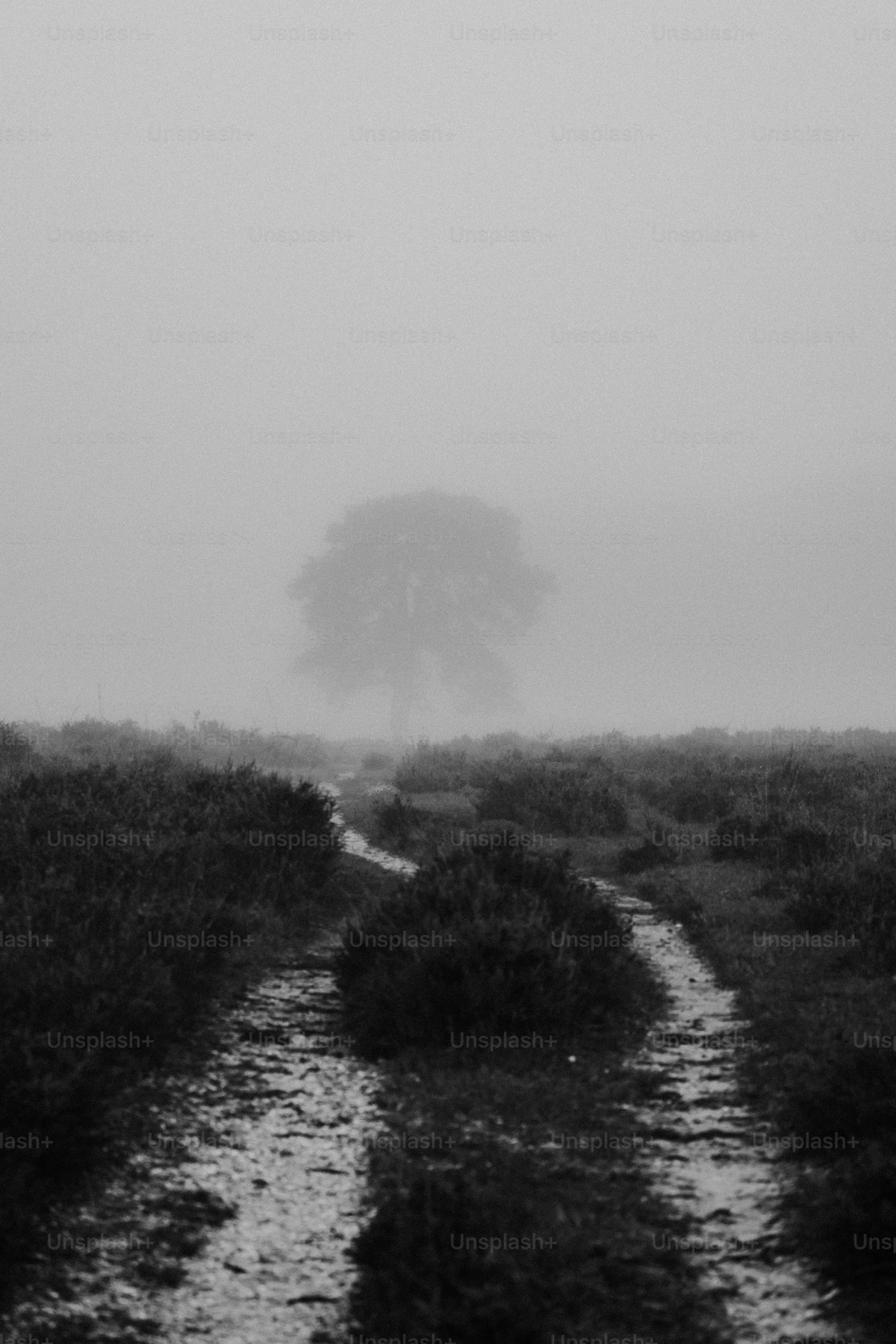A black and white photo of a foggy field