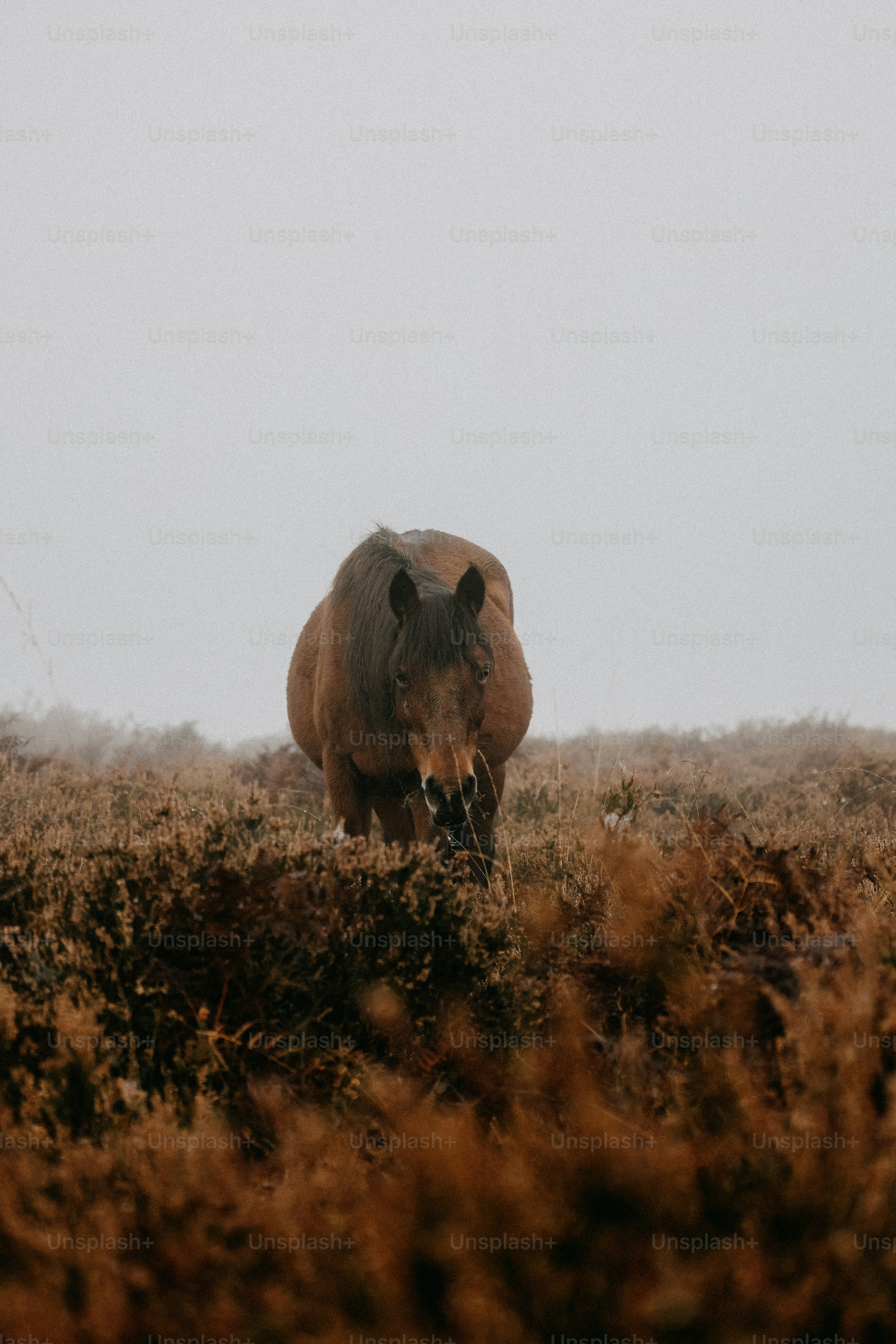 A brown horse standing on top of a grass covered field