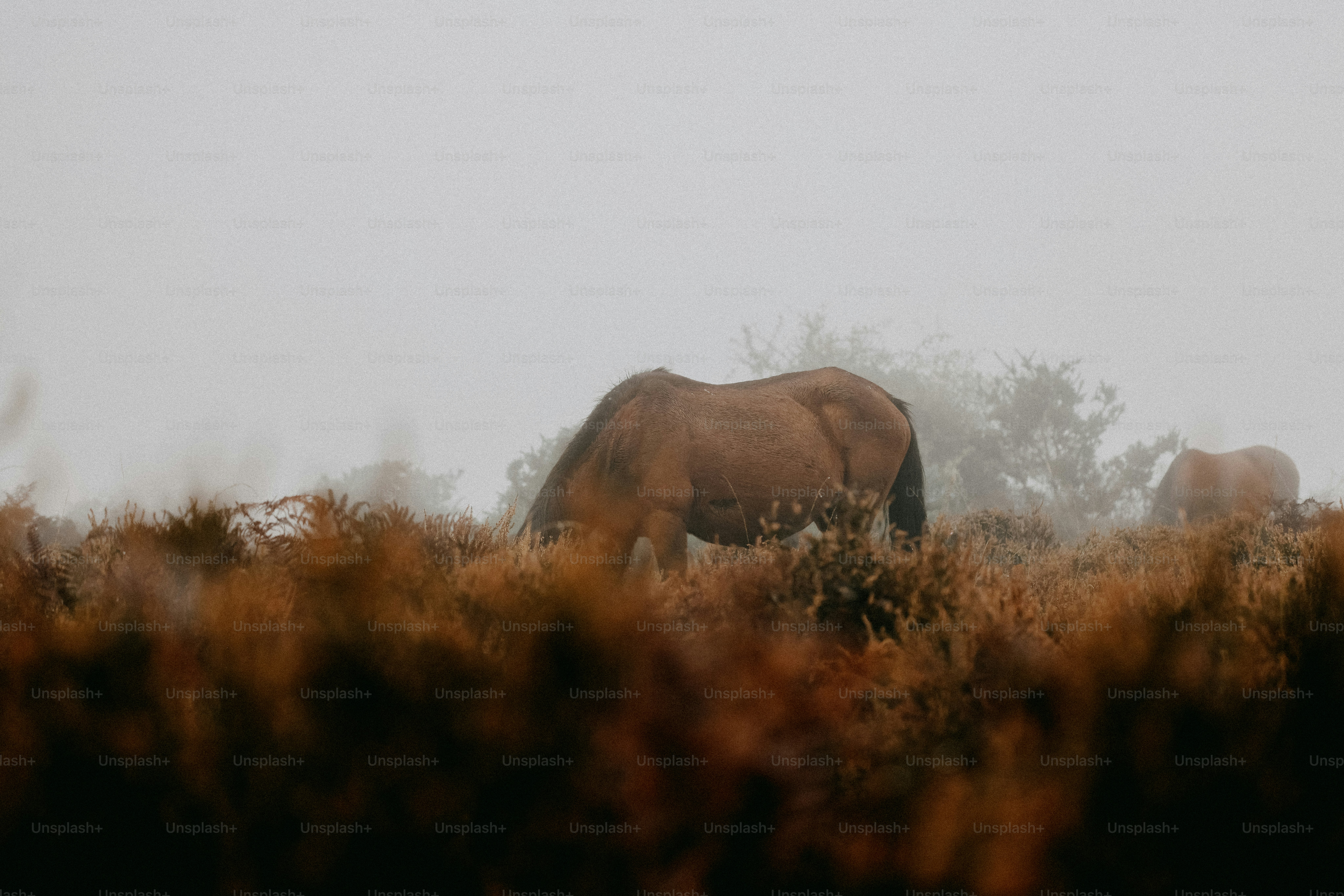 A brown horse standing on top of a grass covered field