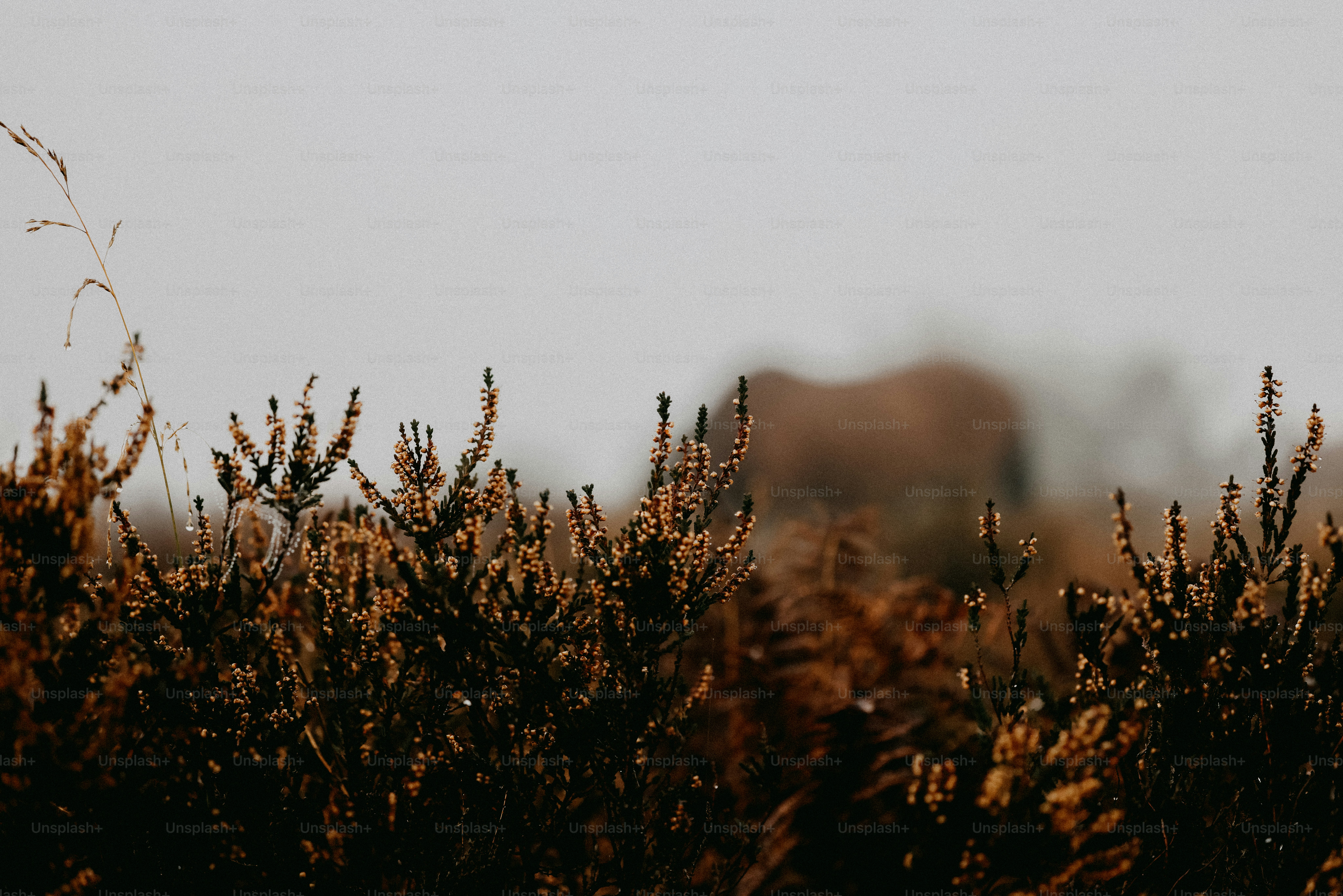 A bird flying over a field of tall grass