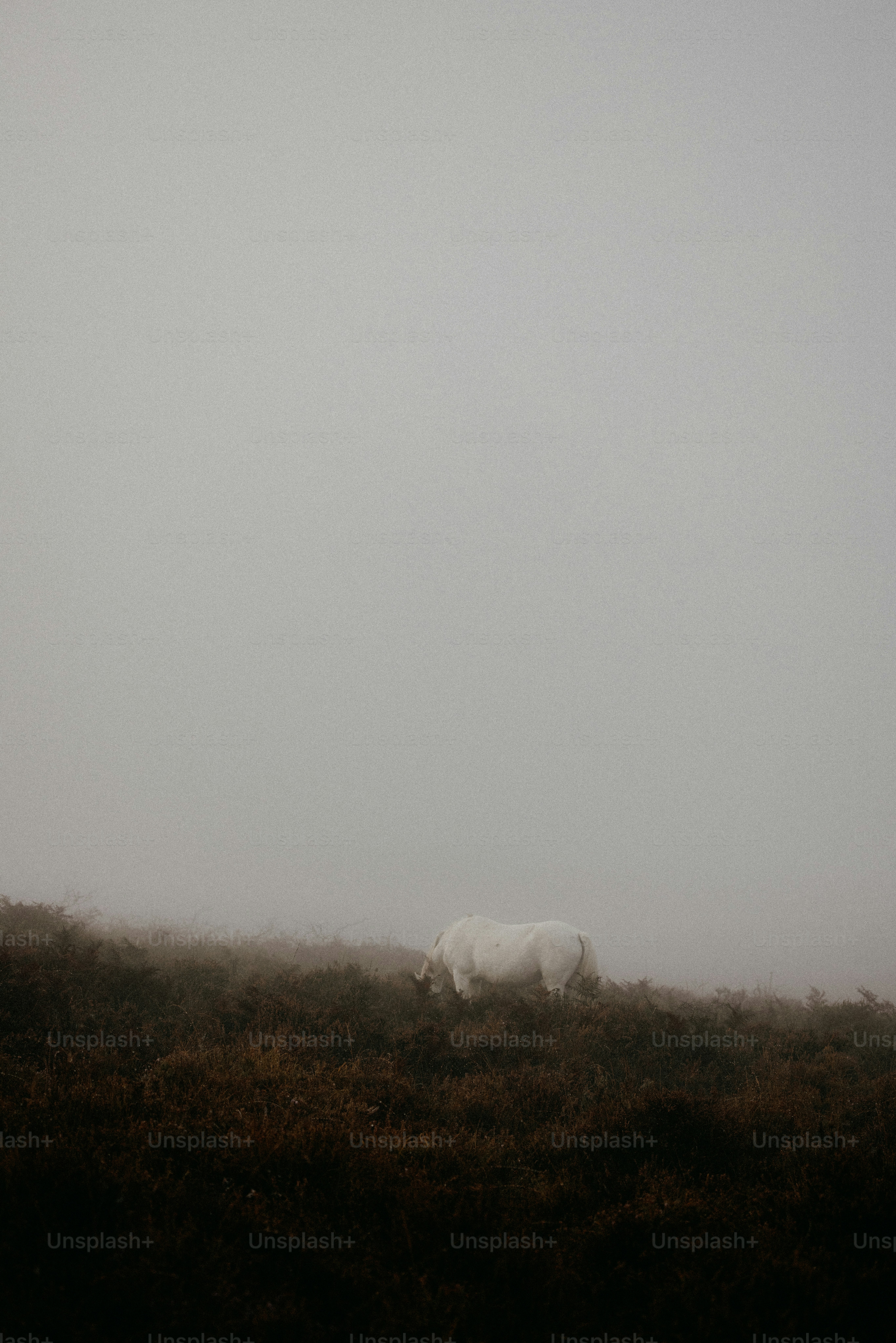 A white cow standing on top of a grass covered hillside