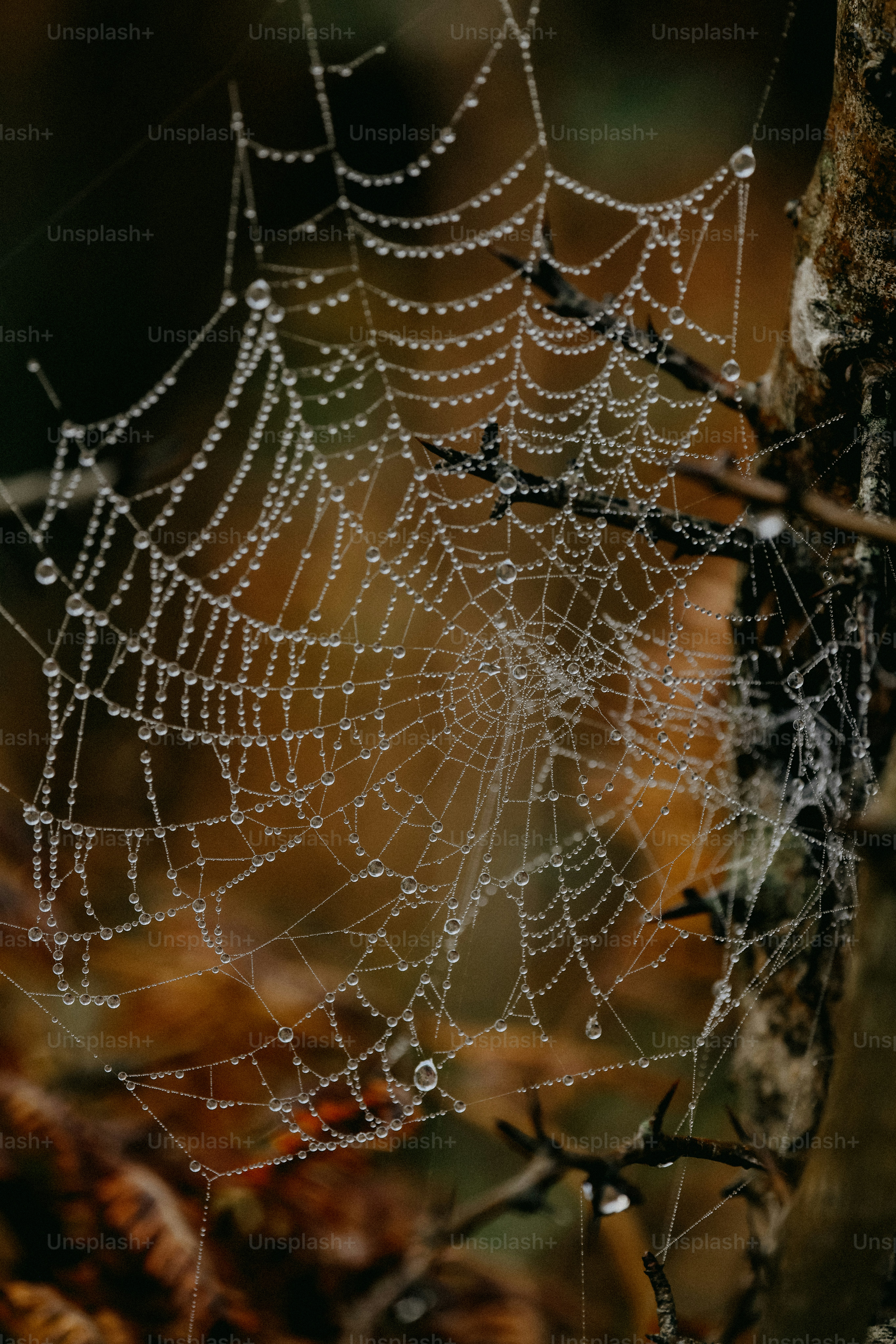A spider web on a tree in the woods