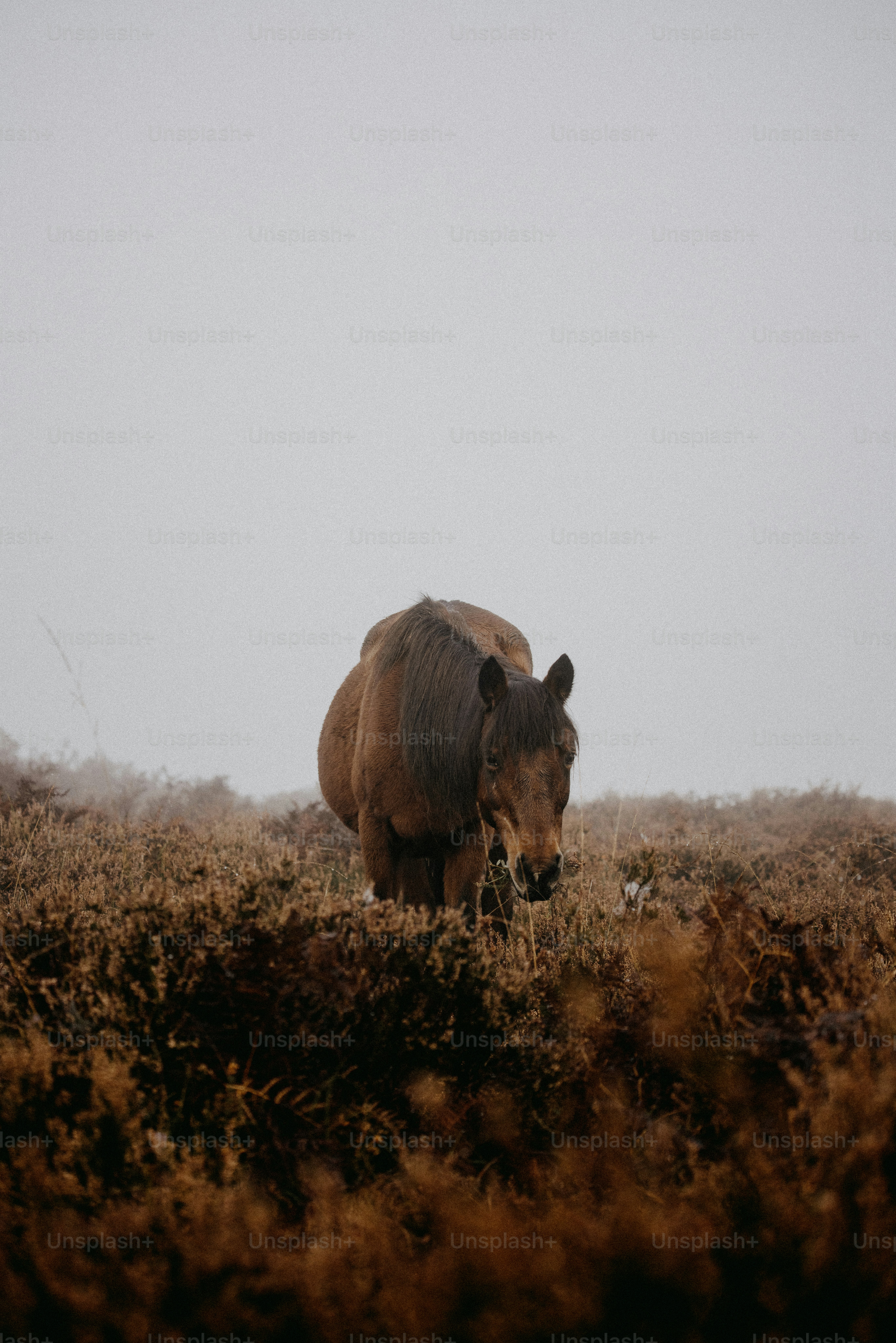A brown cow standing on top of a dry grass field