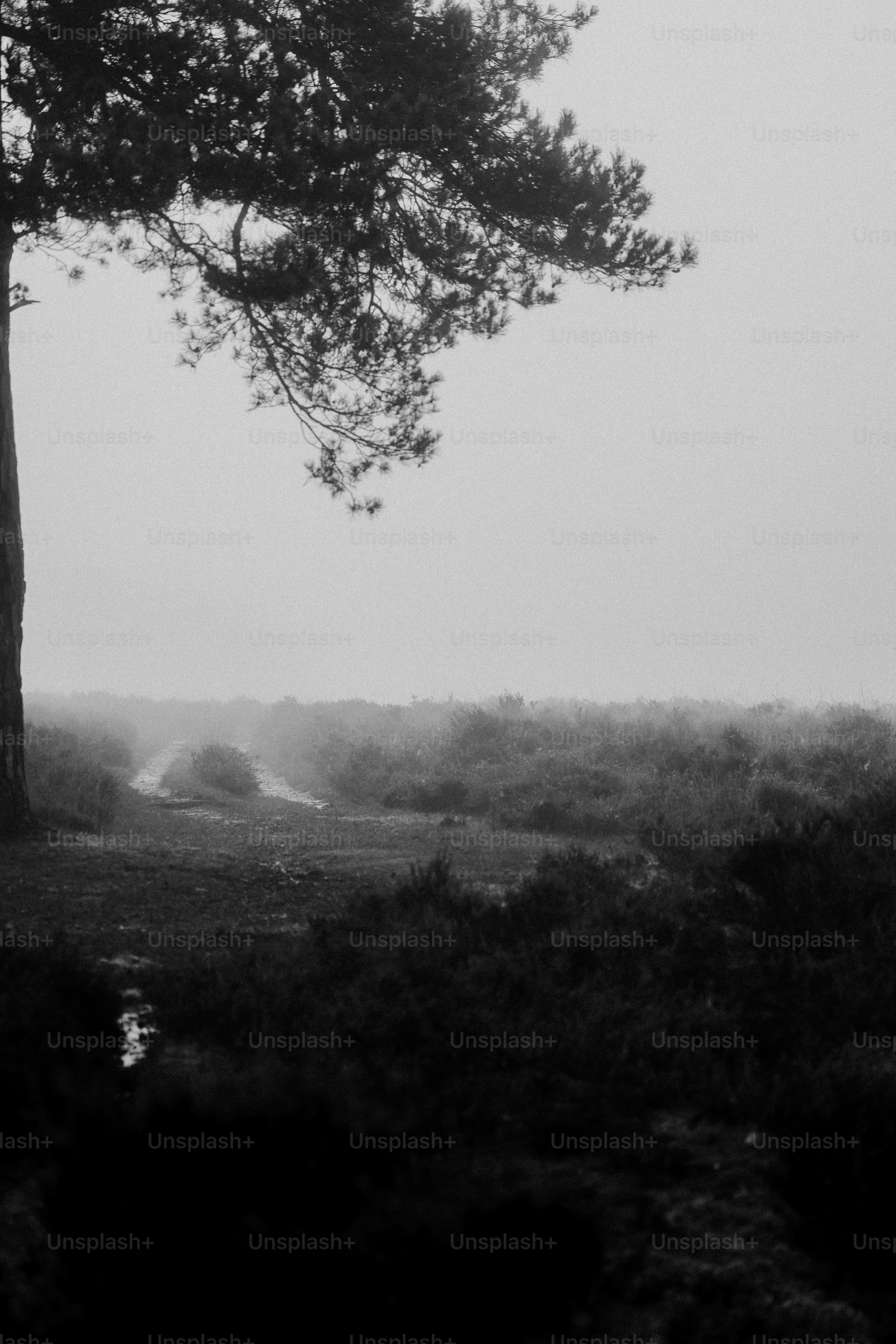 A black and white photo of a foggy field