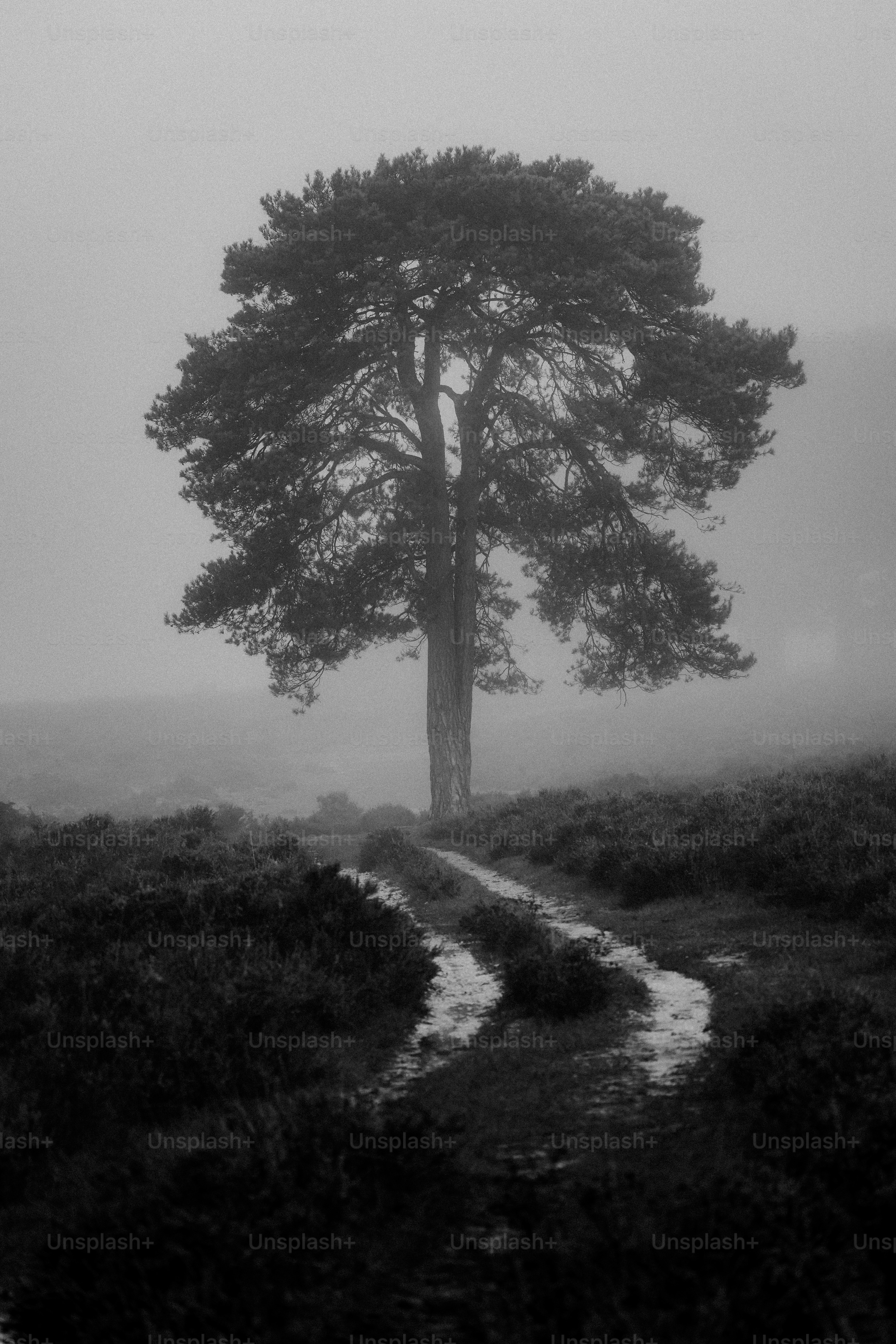 A lone tree in the middle of a foggy field