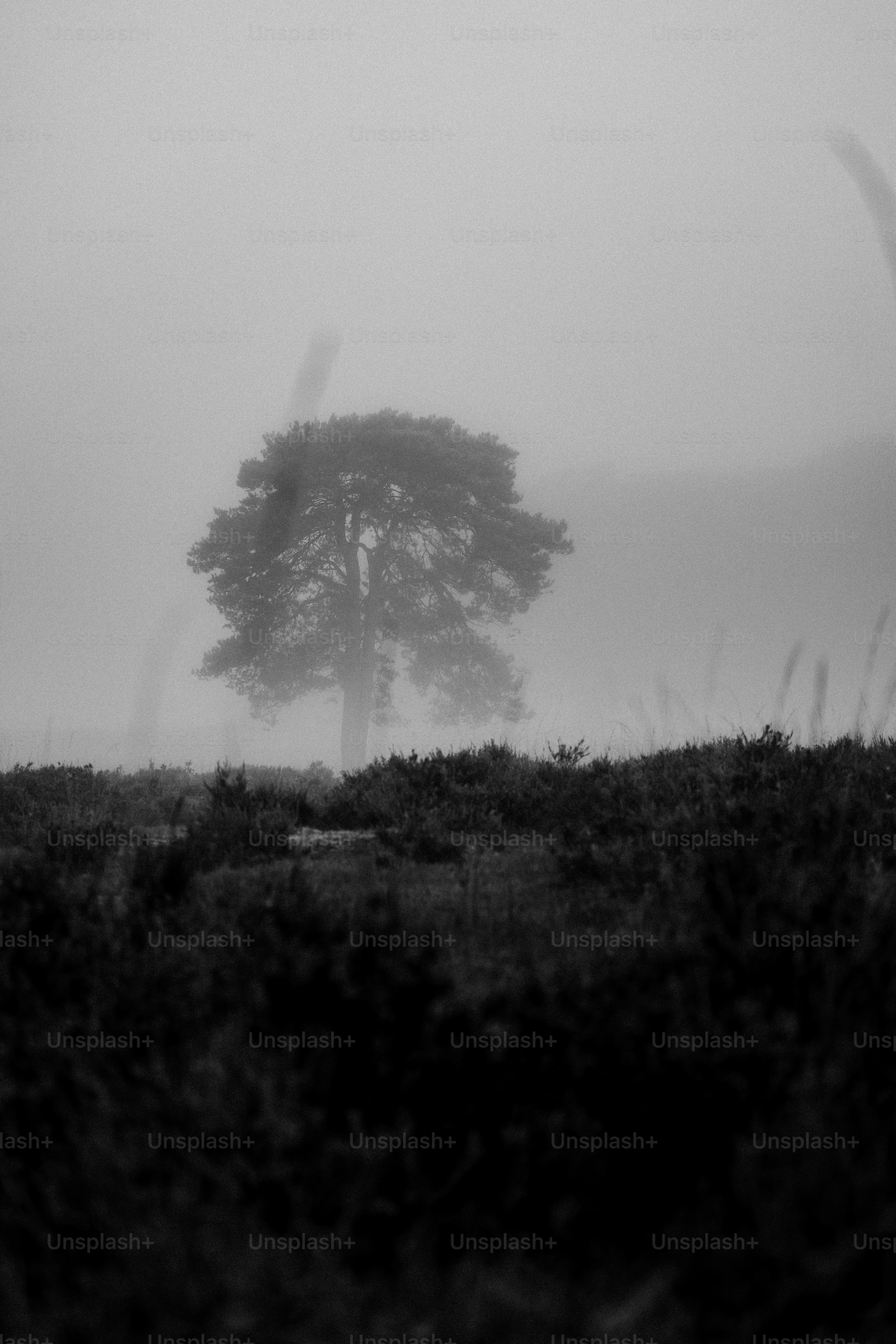 A lone tree in a foggy field