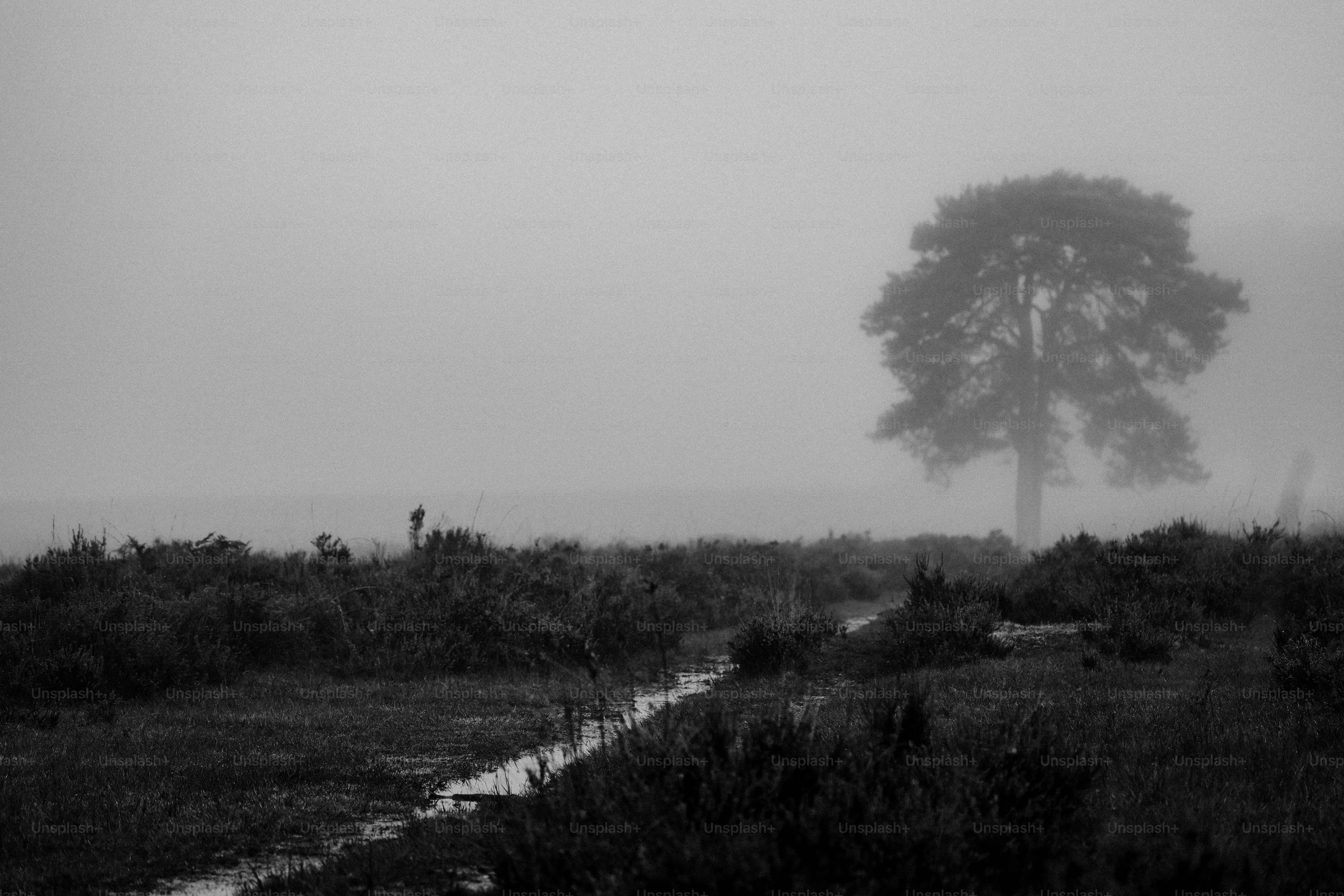 Uma foto em preto e branco de uma árvore no nevoeiro