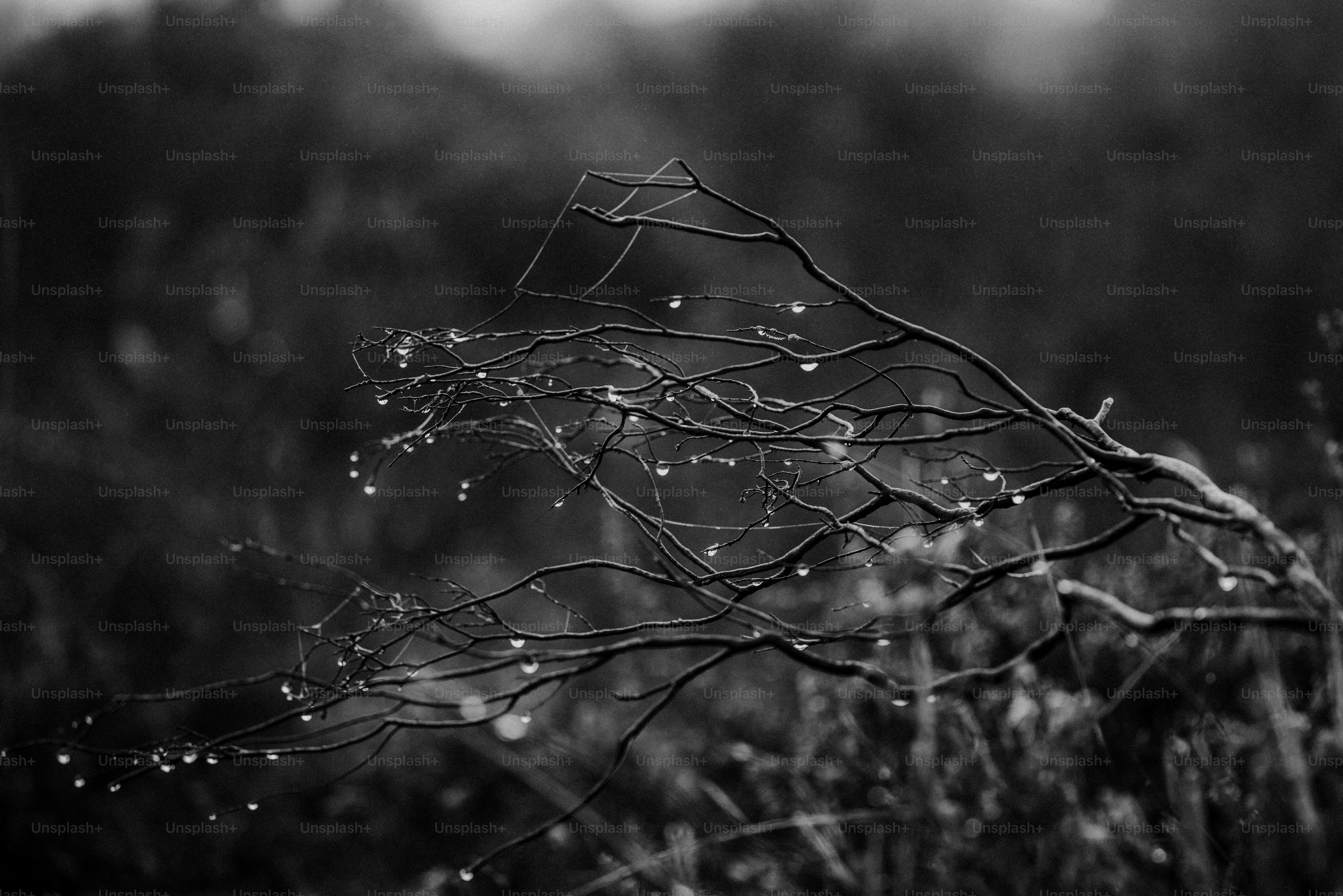 Ein Schwarz-Weiß-Foto von Wassertropfen auf einem Ast