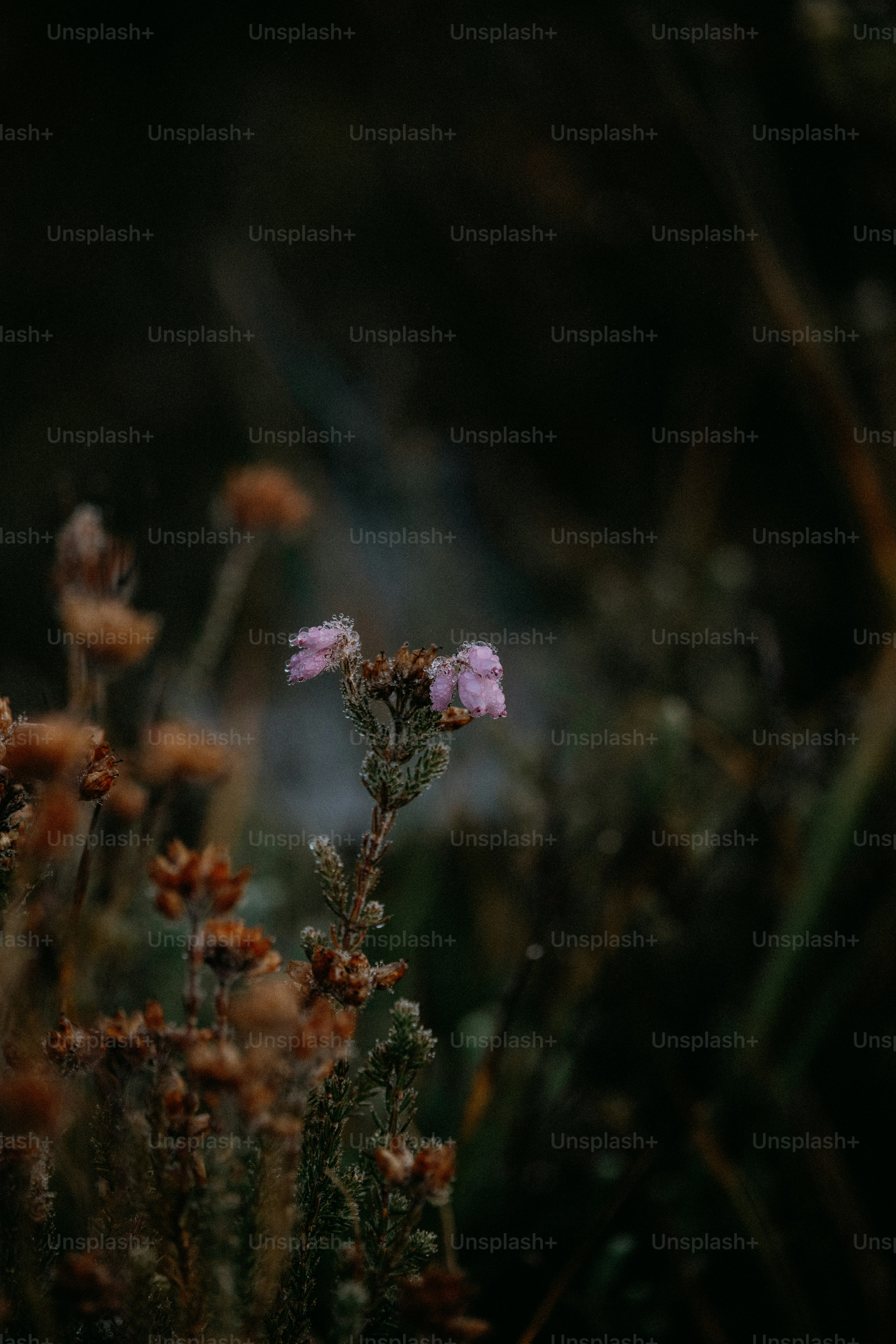 premium_photo-1729600142920-7f63fc46983f?ixid=M3wxMjA3fDB8MXxzZWFyY2h8NXx8YnV6emNpdHl8ZW58MHx8fHwxNzQzNDEwNTEzfDA\u0026ixlib=rb-4.0.3