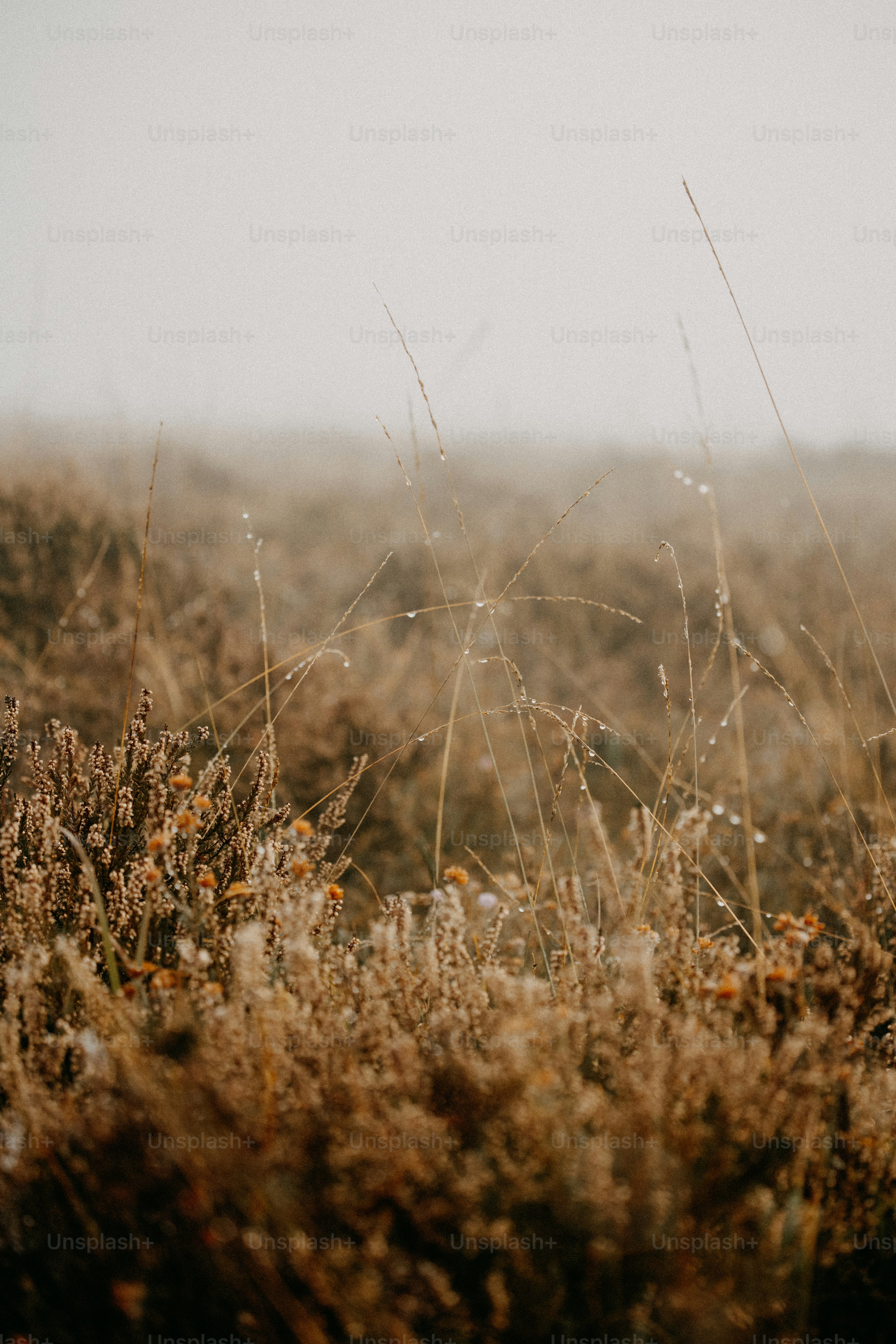 A field with tall grass on a foggy day