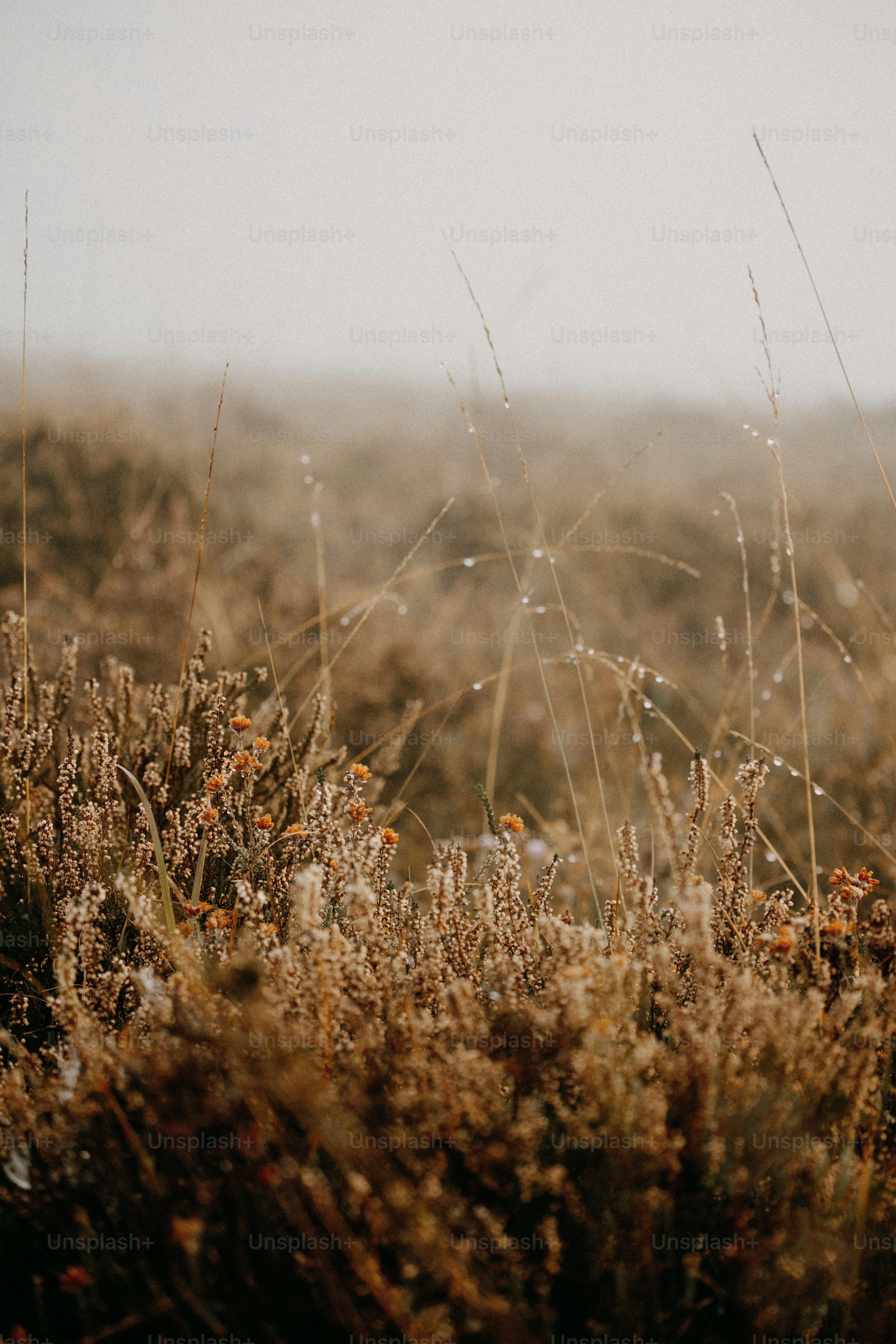 A field with grass and weeds on a foggy day