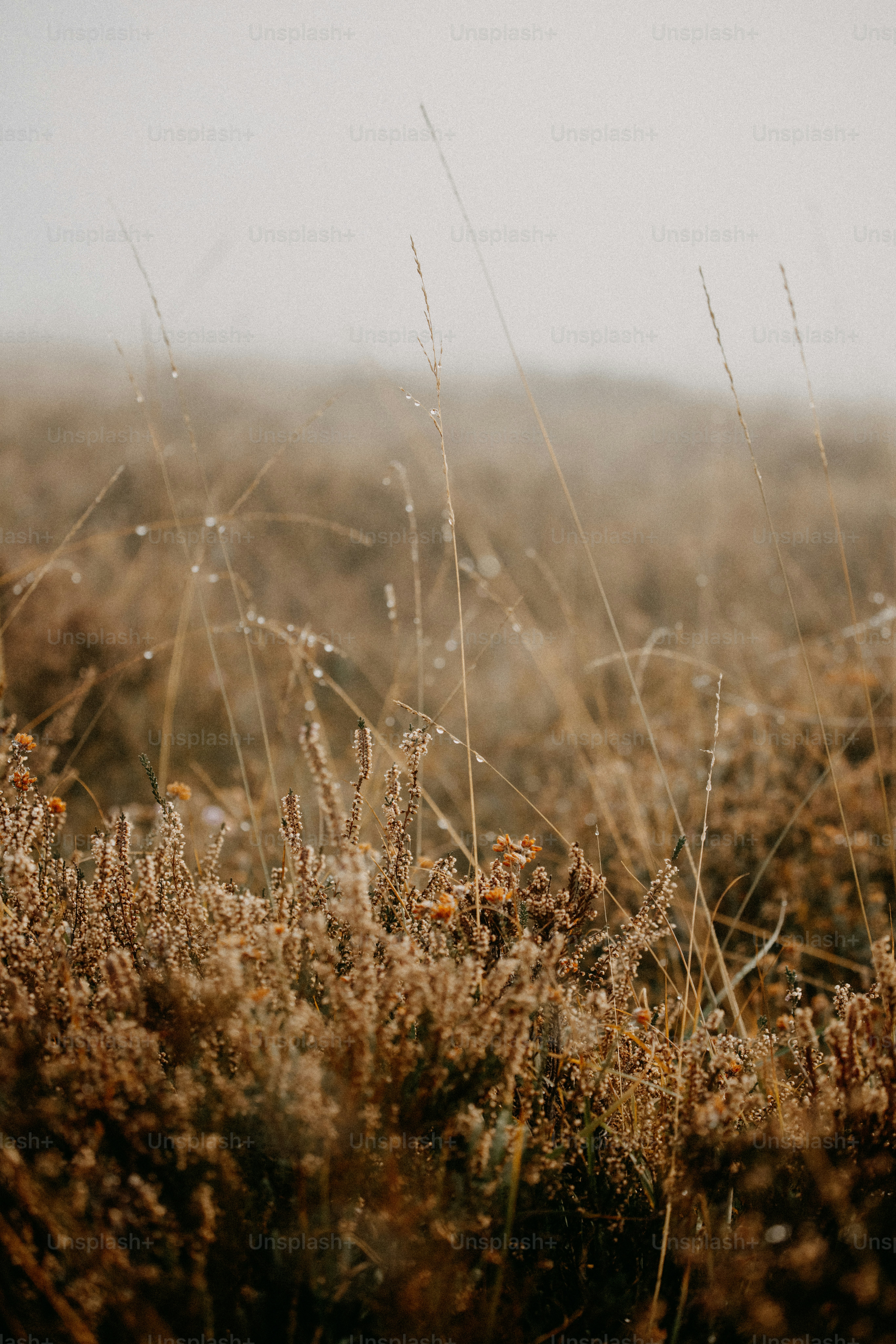 A field of tall brown grass on a foggy day