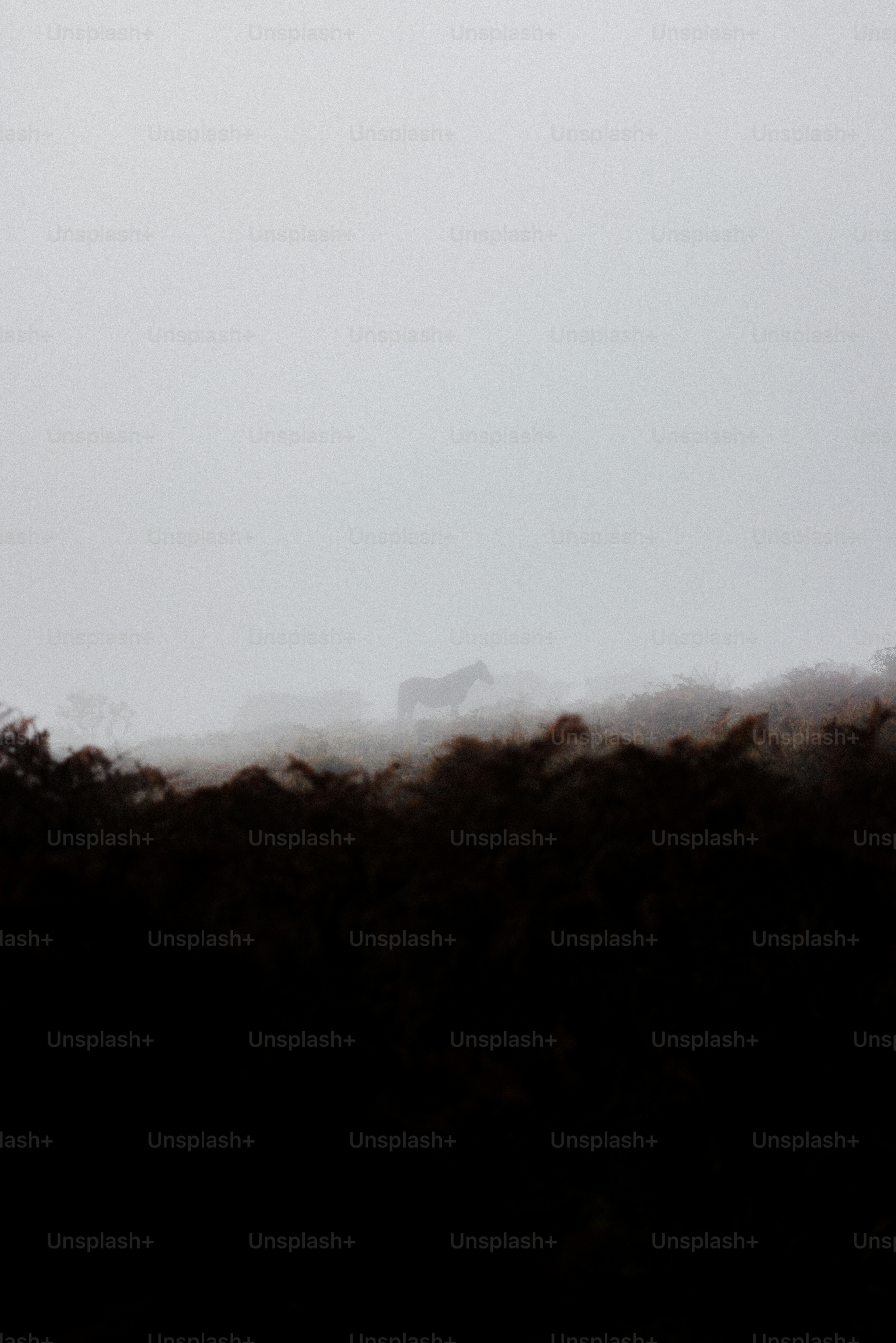 A bird flying in the sky over a field