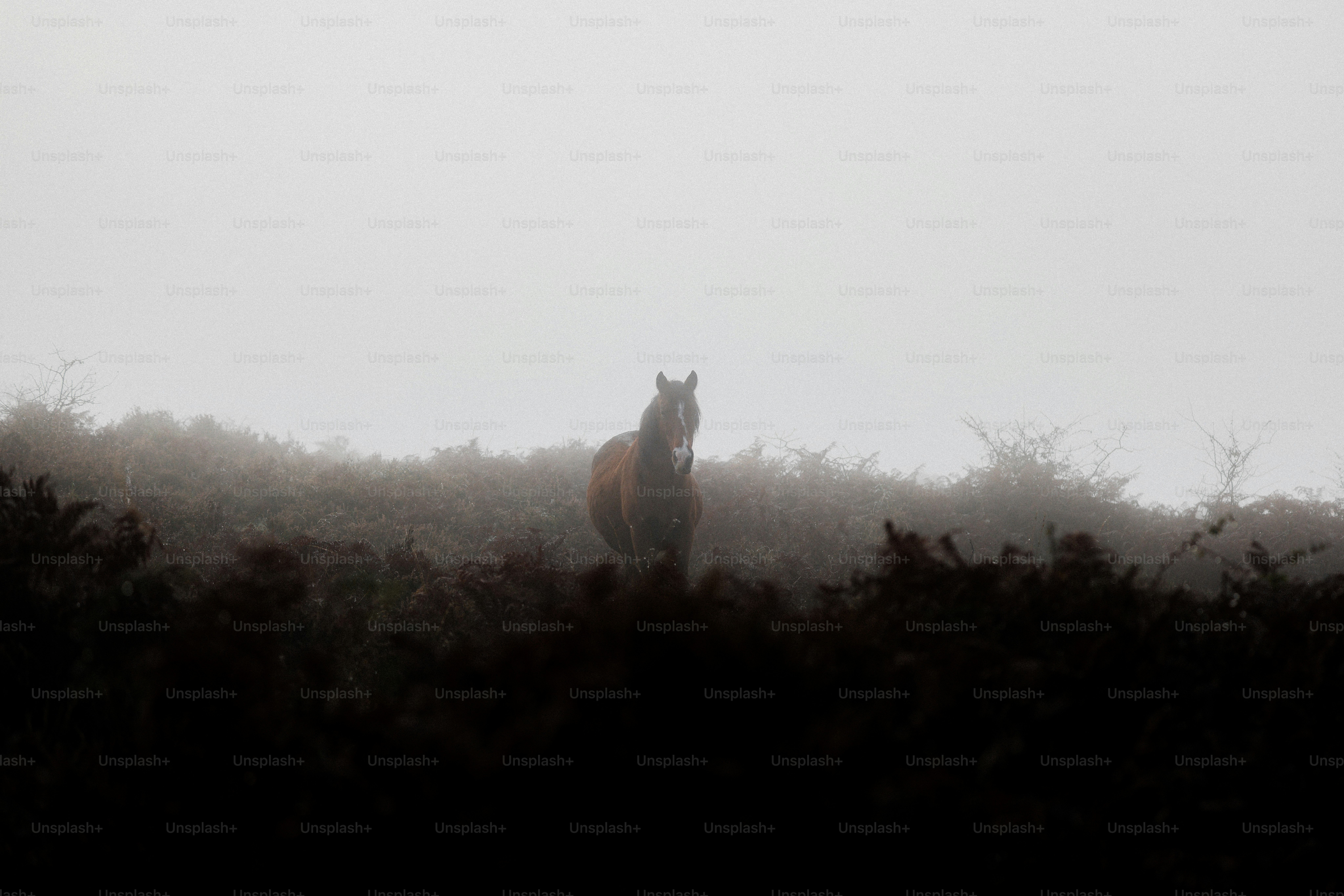 A lone horse standing in a foggy field