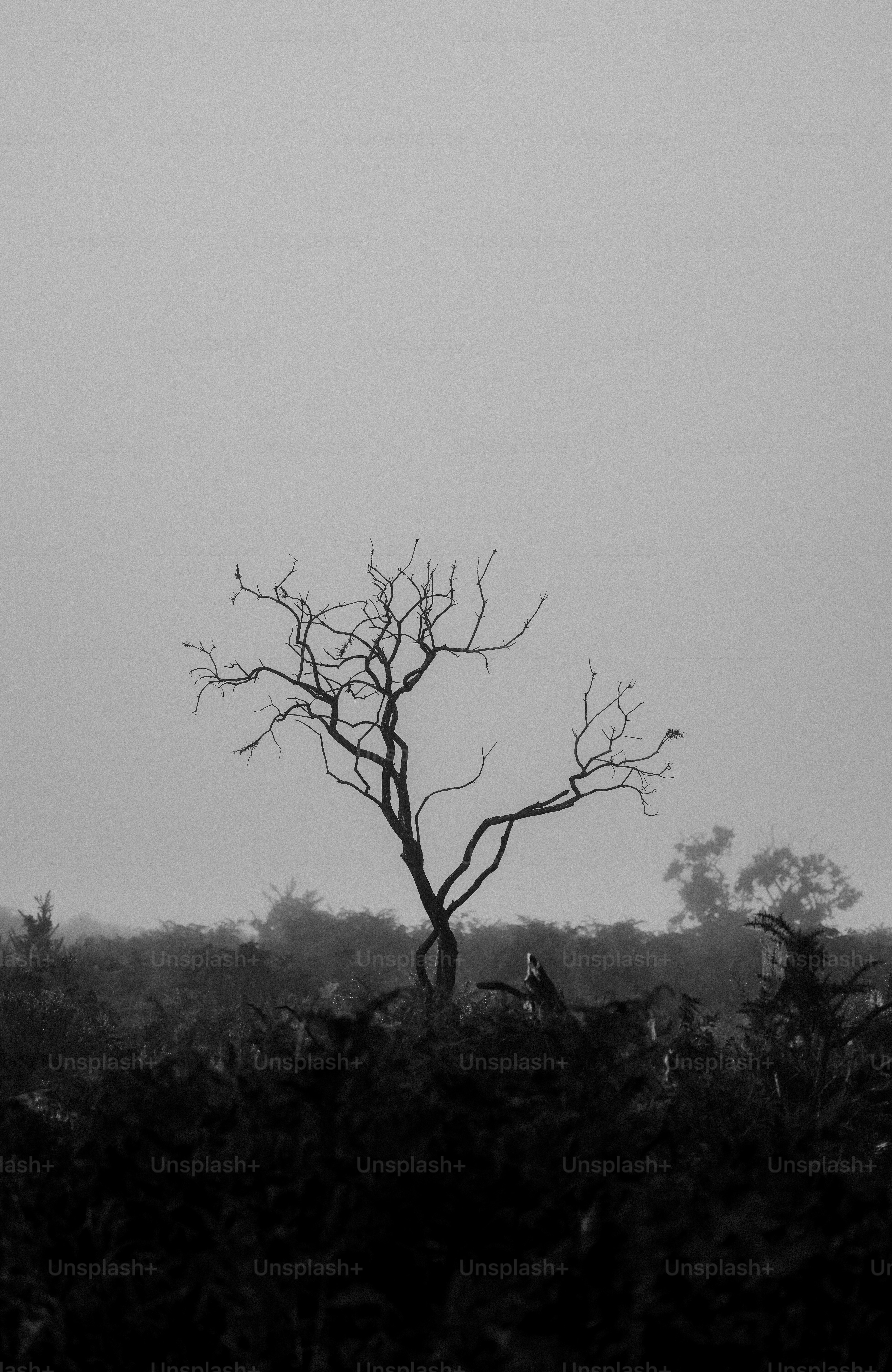 Ein Schwarz-Weiß-Foto eines einsamen Baumes