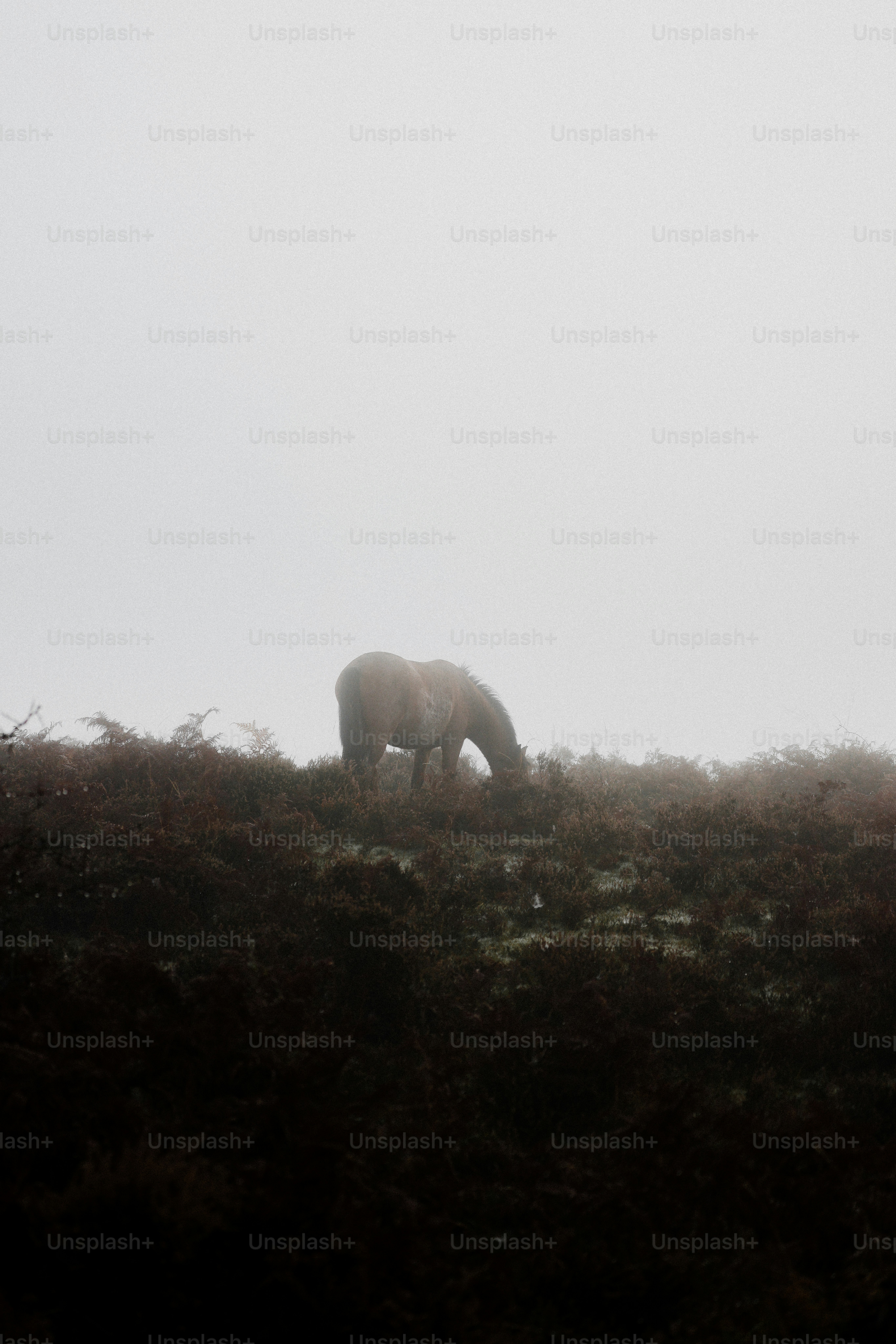 A bear is standing on a hill in the fog