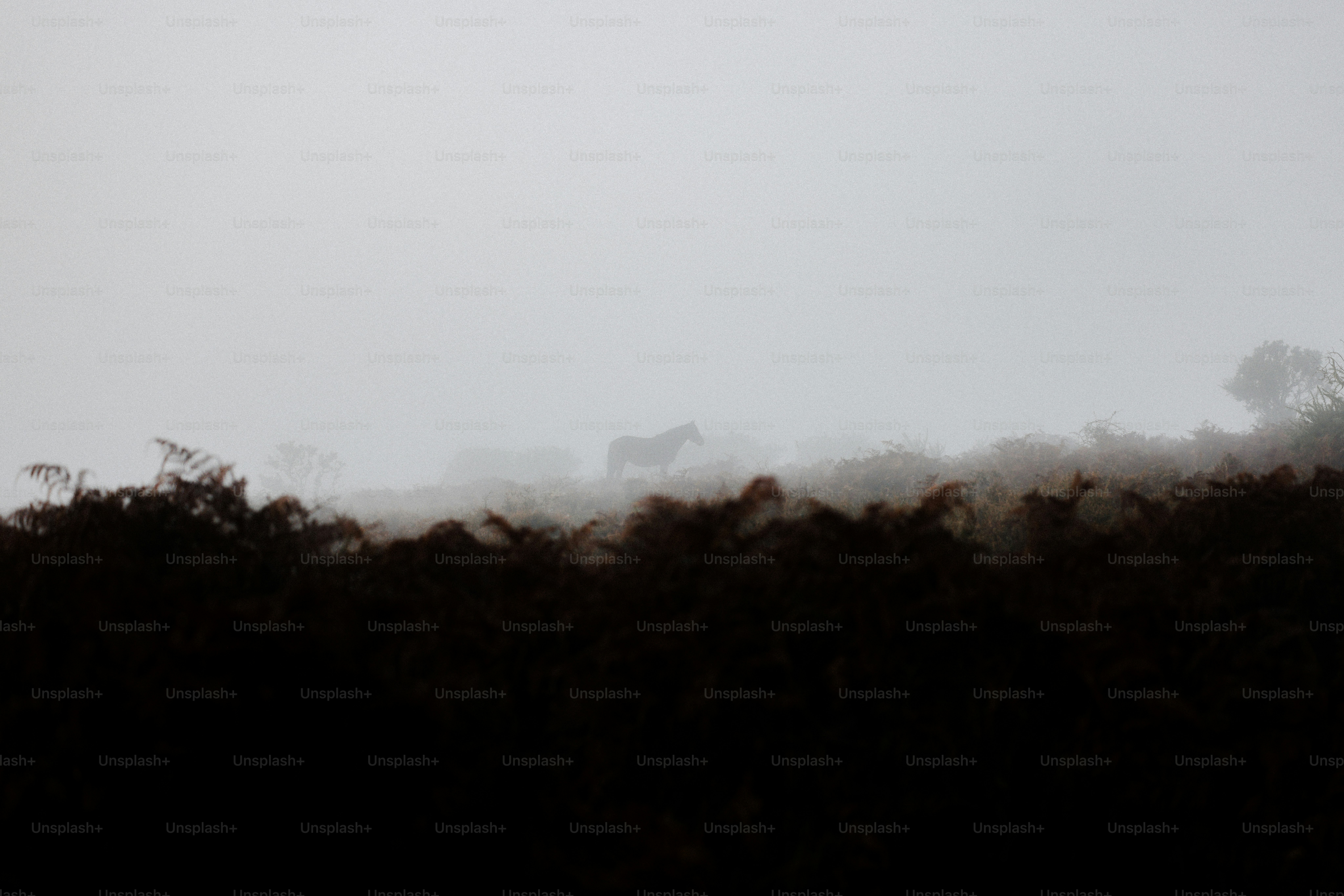 A bird flying in the sky over a field