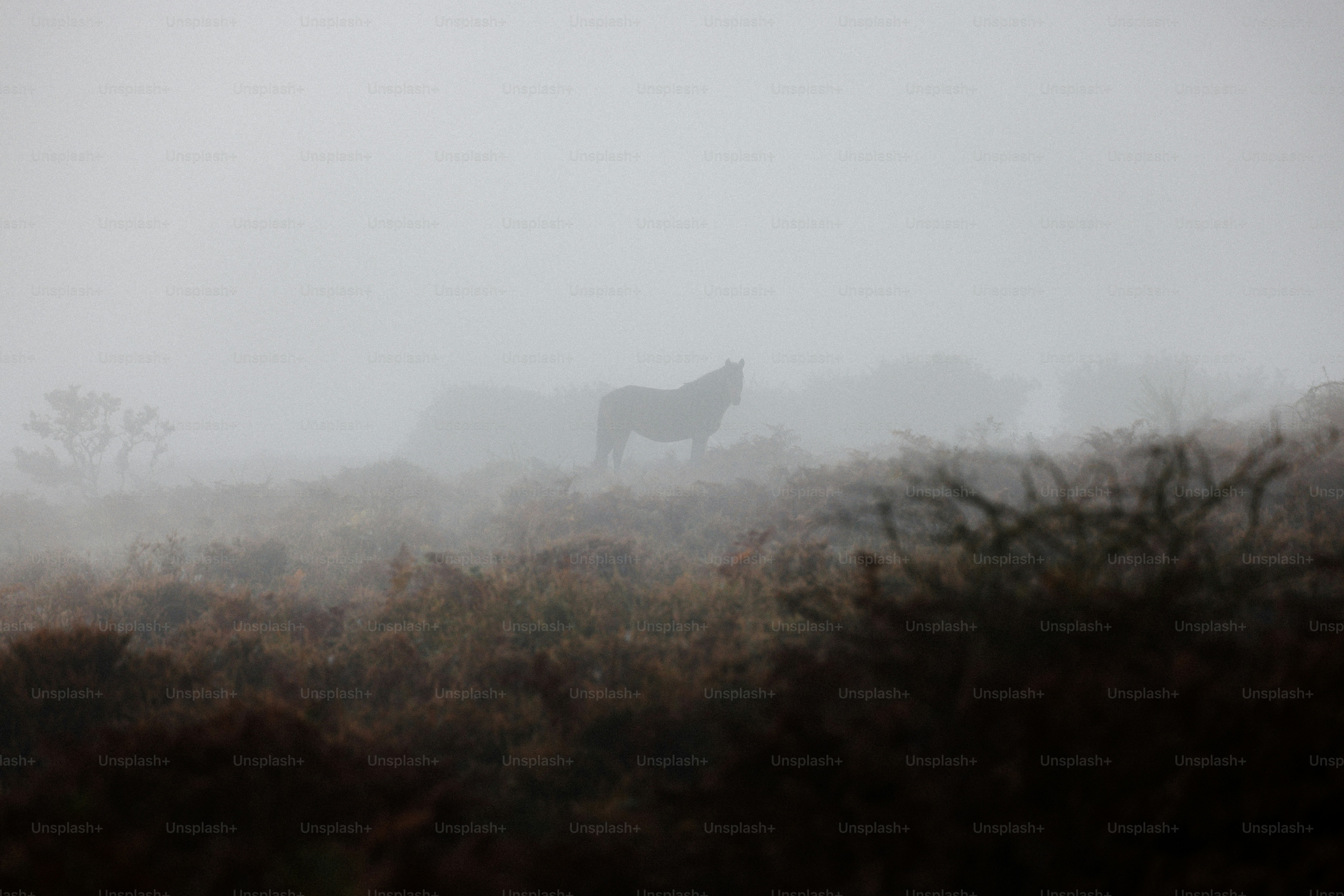 A horse standing in the fog on a hill