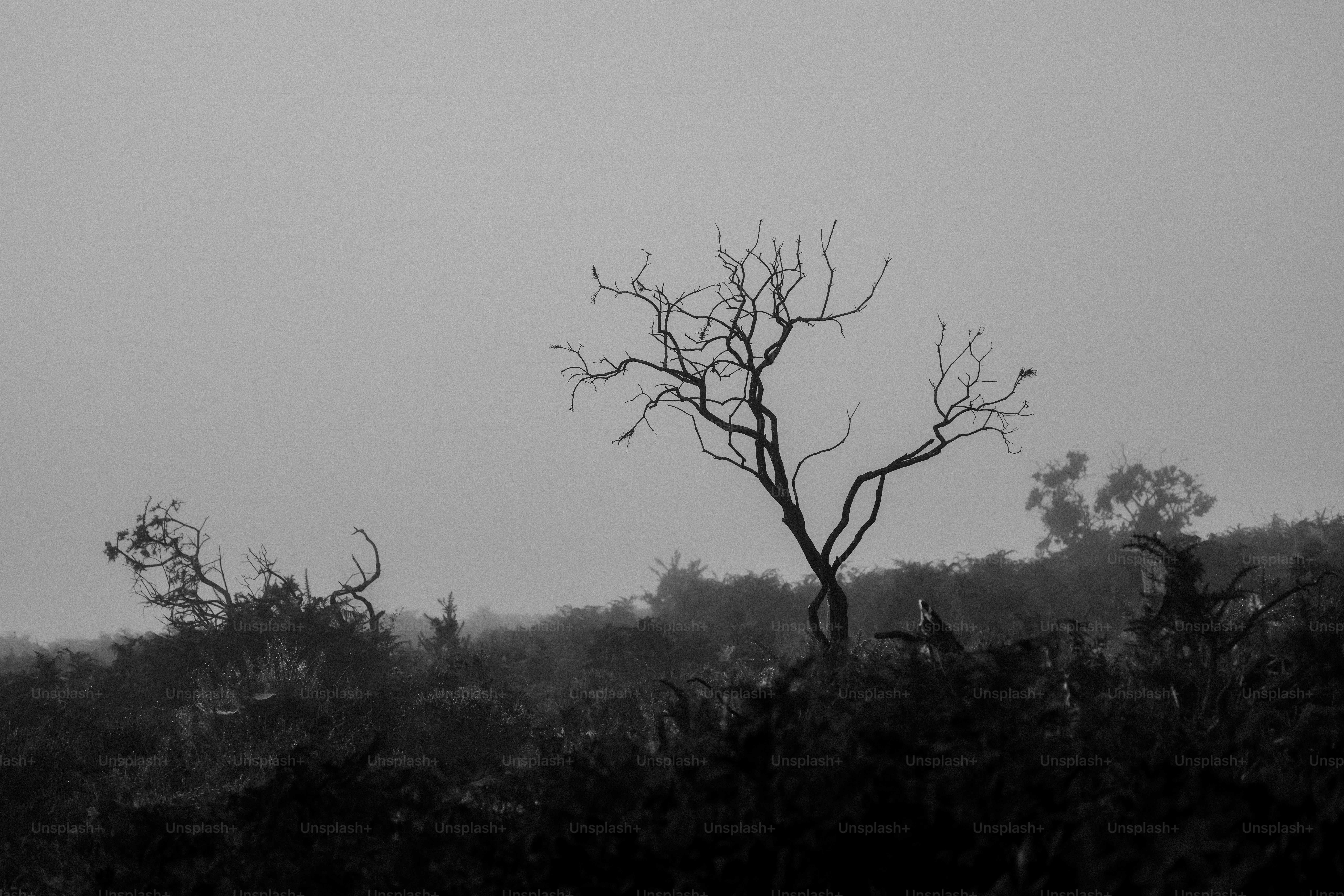 A black and white photo of a lone tree
