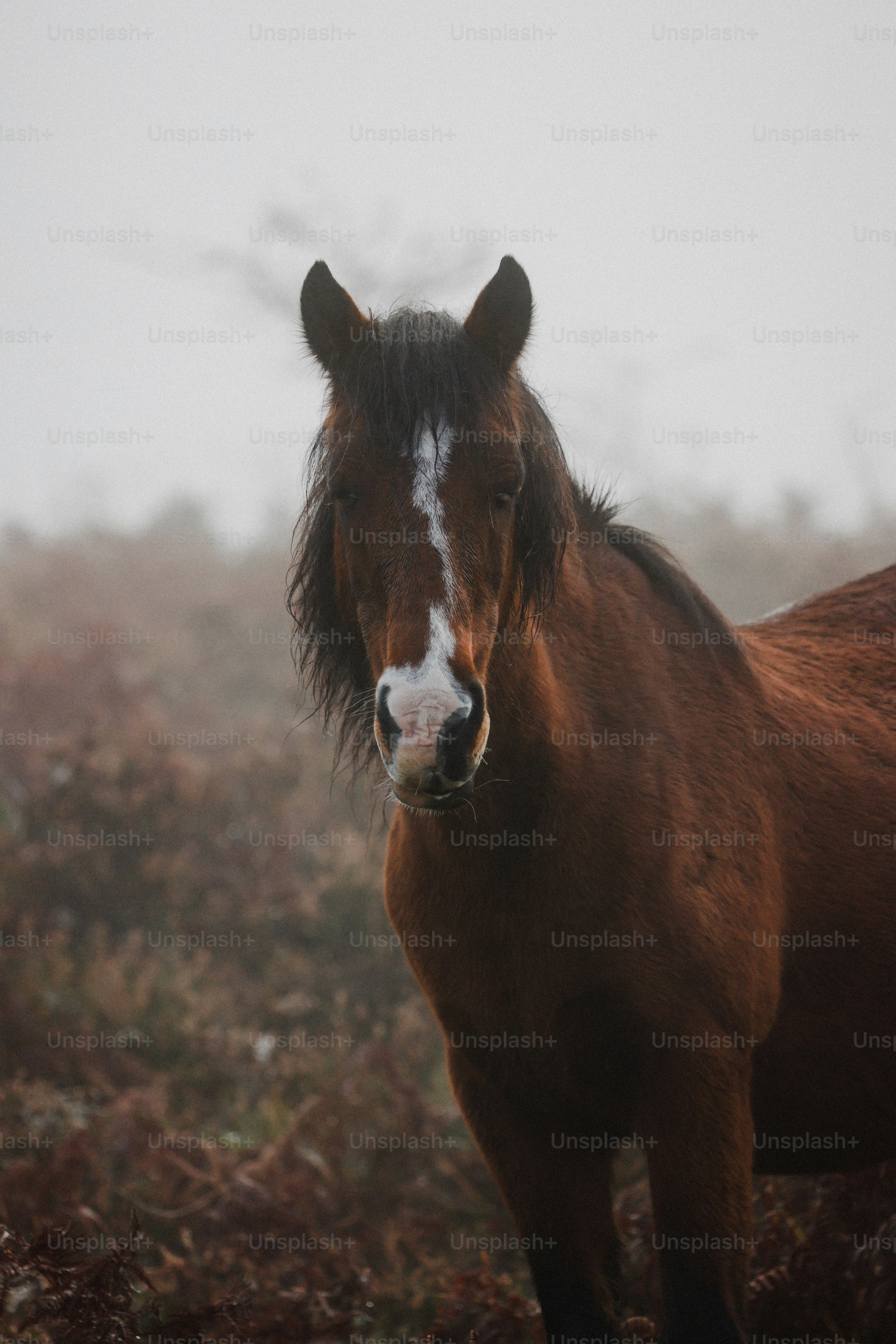 A brown horse standing on top of a grass covered field