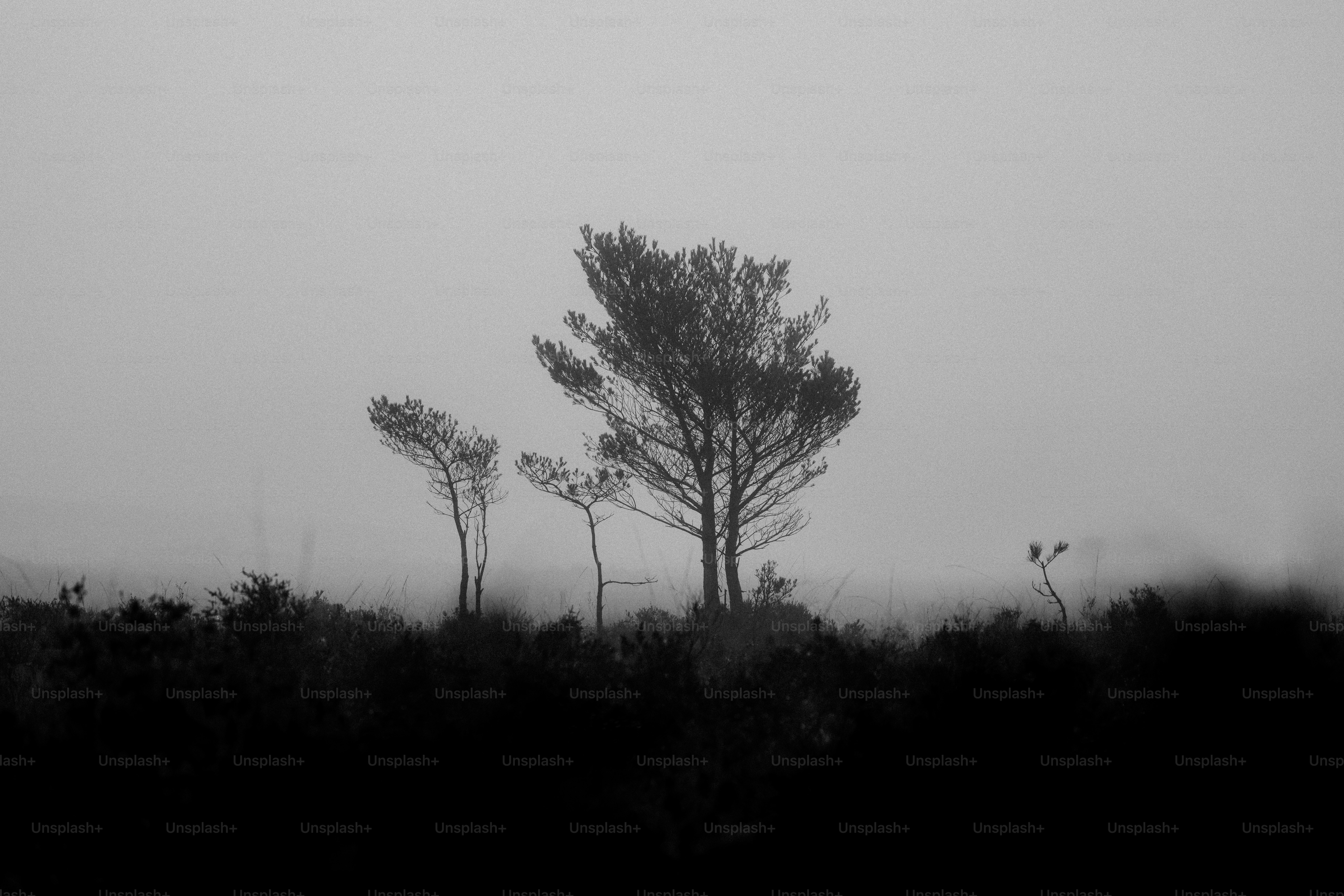 A black and white photo of a tree in the fog