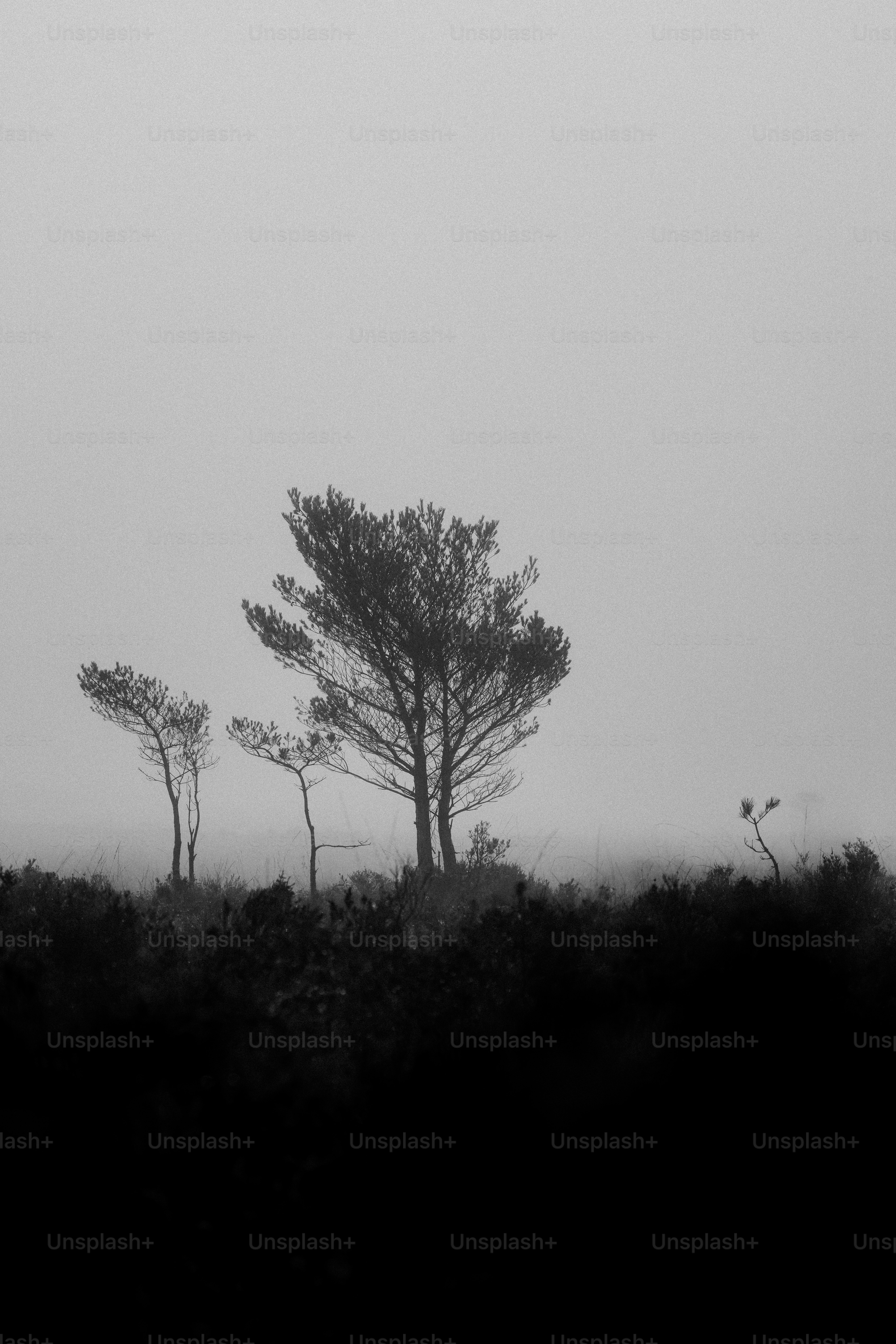 A black and white photo of trees in a foggy field