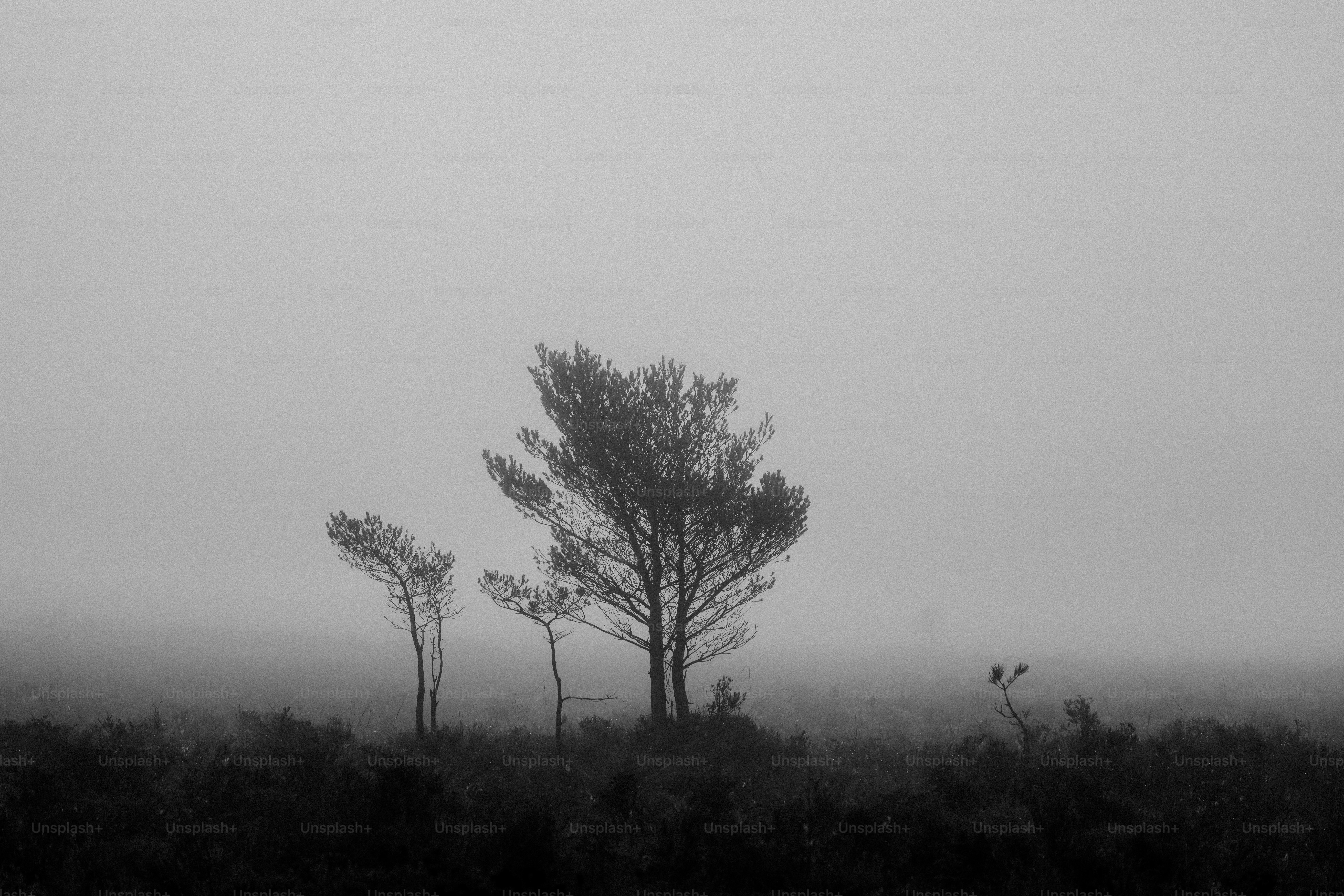 Albero di pino innevato Modello 3D $49 - .ma .fbx .obj - Free3D, image size:3000x2001