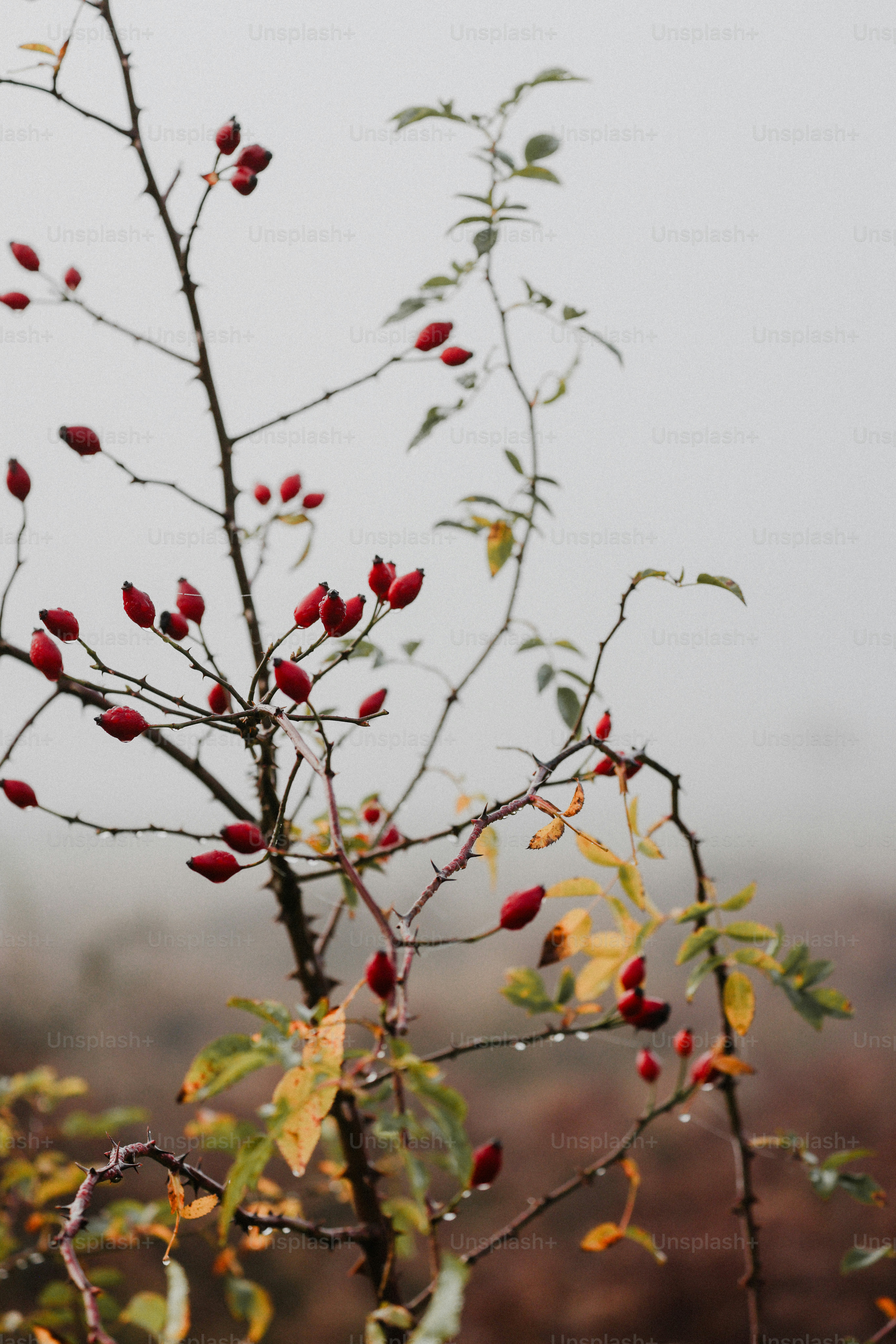A small tree with red berries on it
