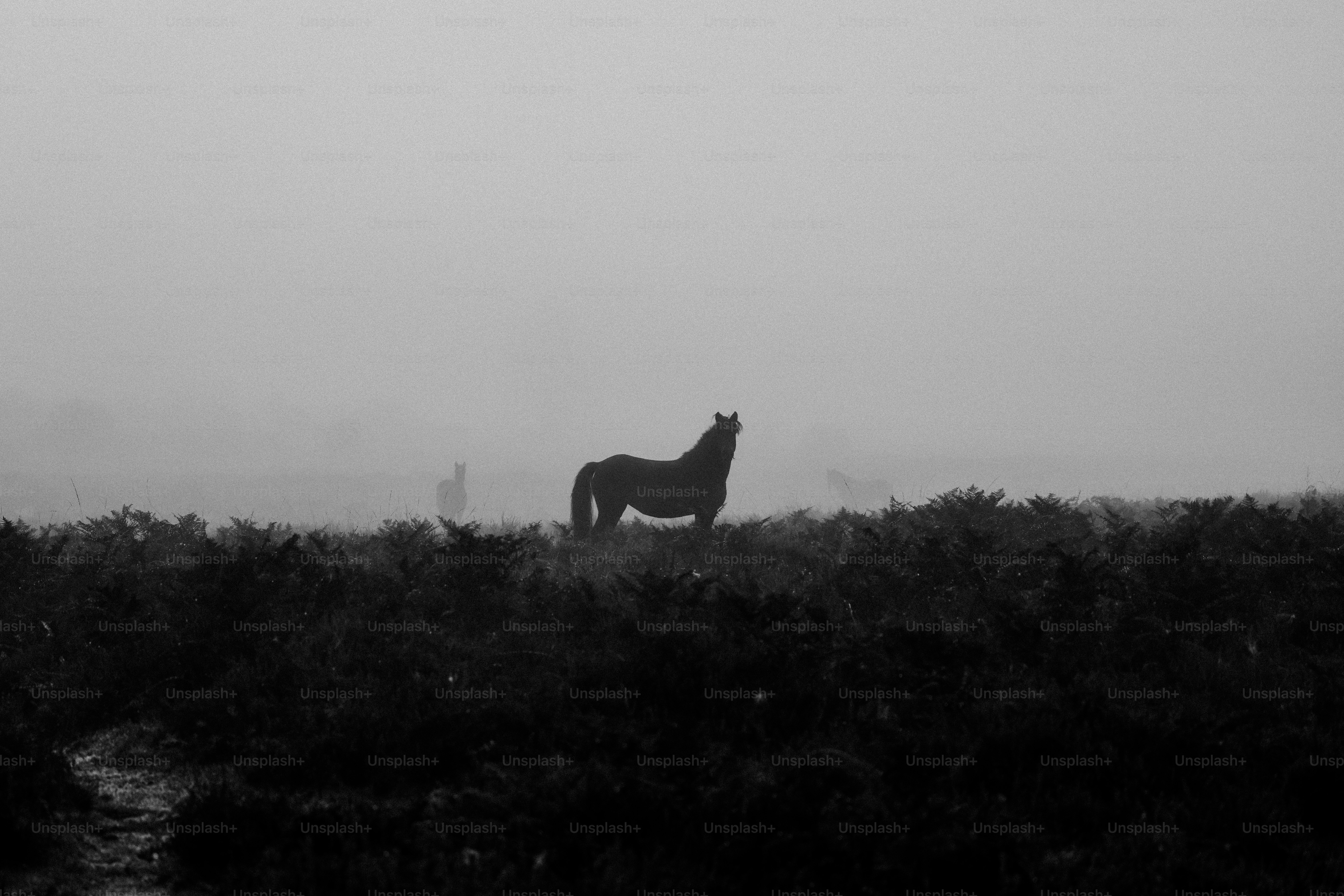 Uma foto em preto e branco de um cavalo em um dia de neblina