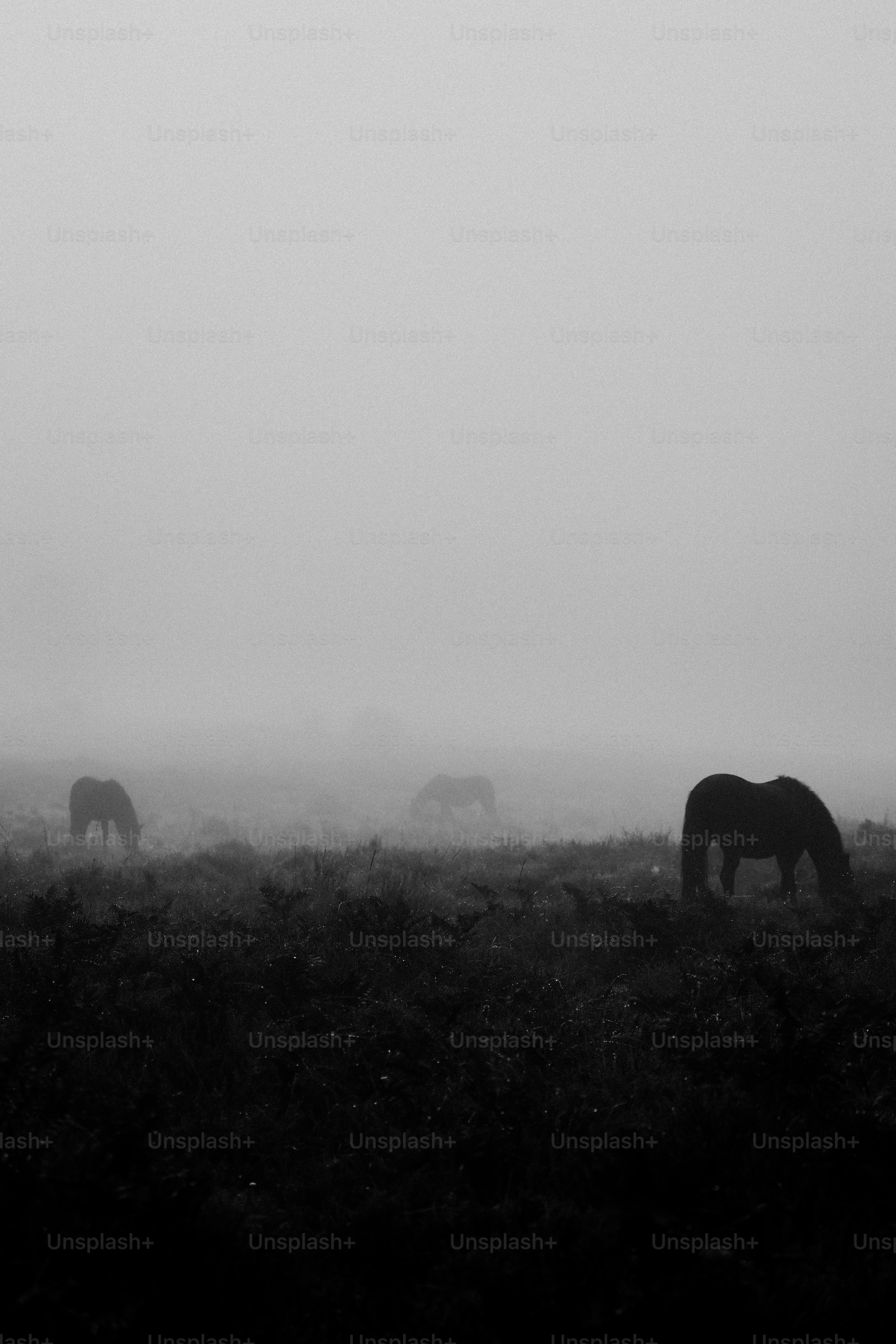 A group of horses grazing in a foggy field