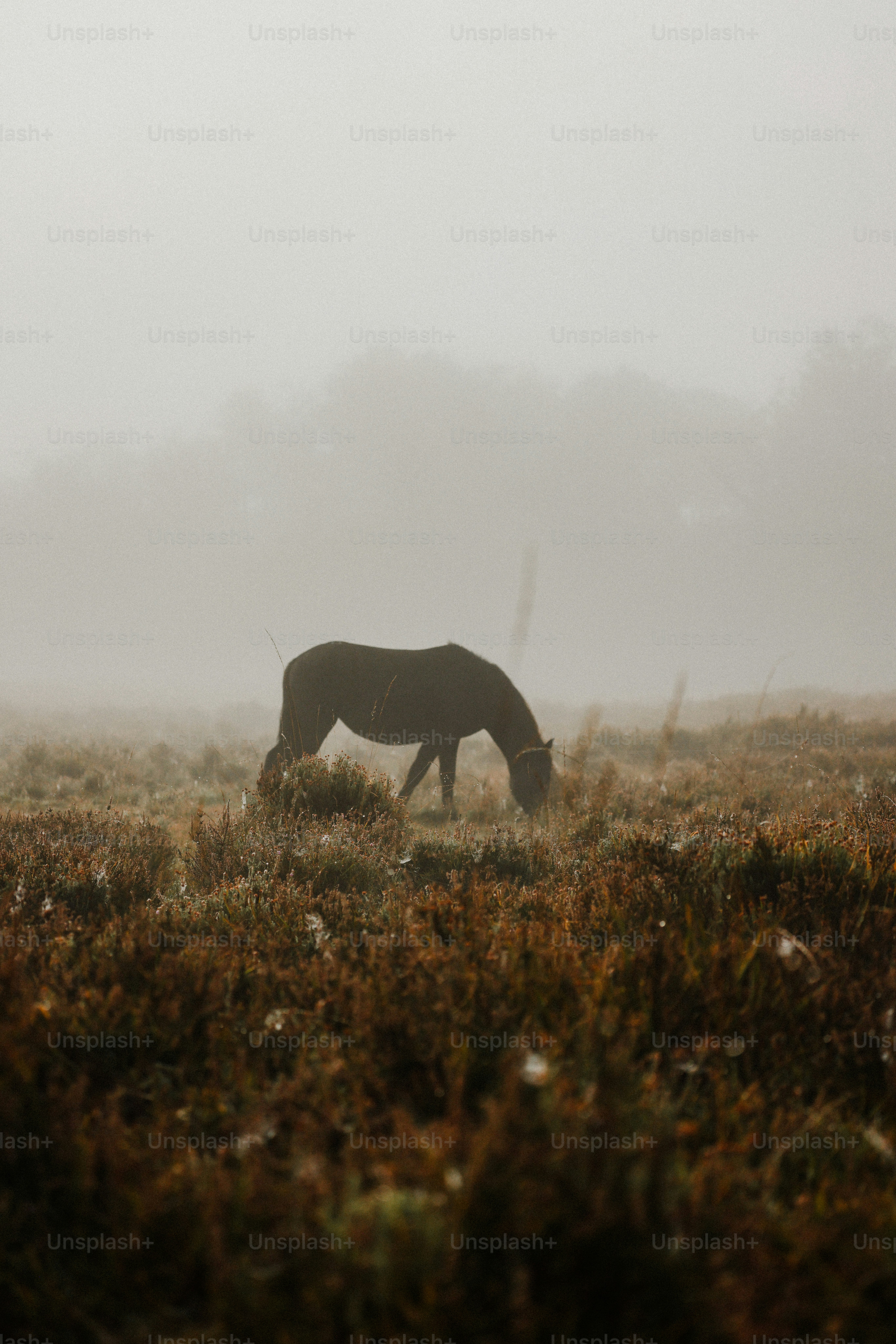 A horse grazing in a foggy field
