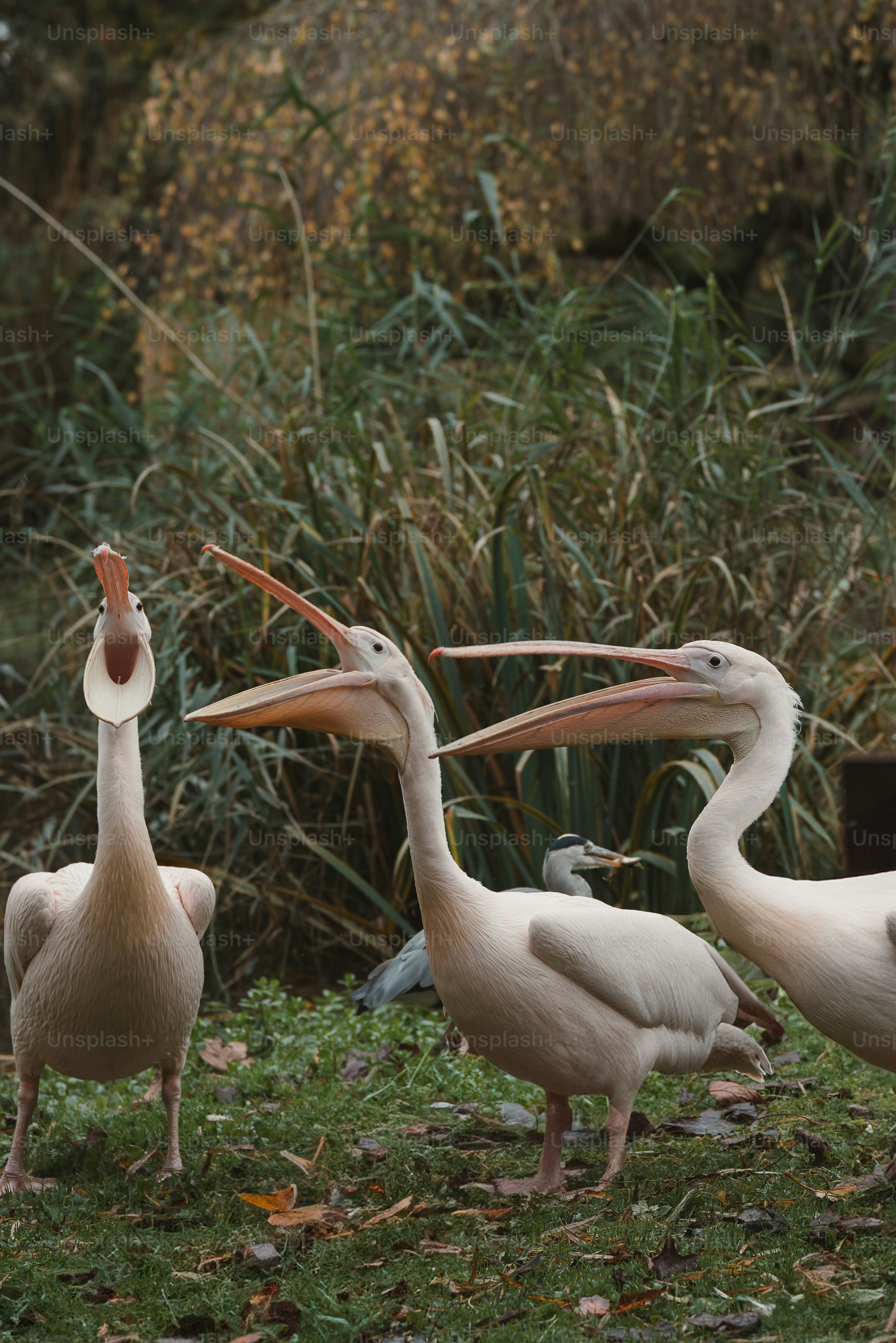 A group of pelicans standing in the grass