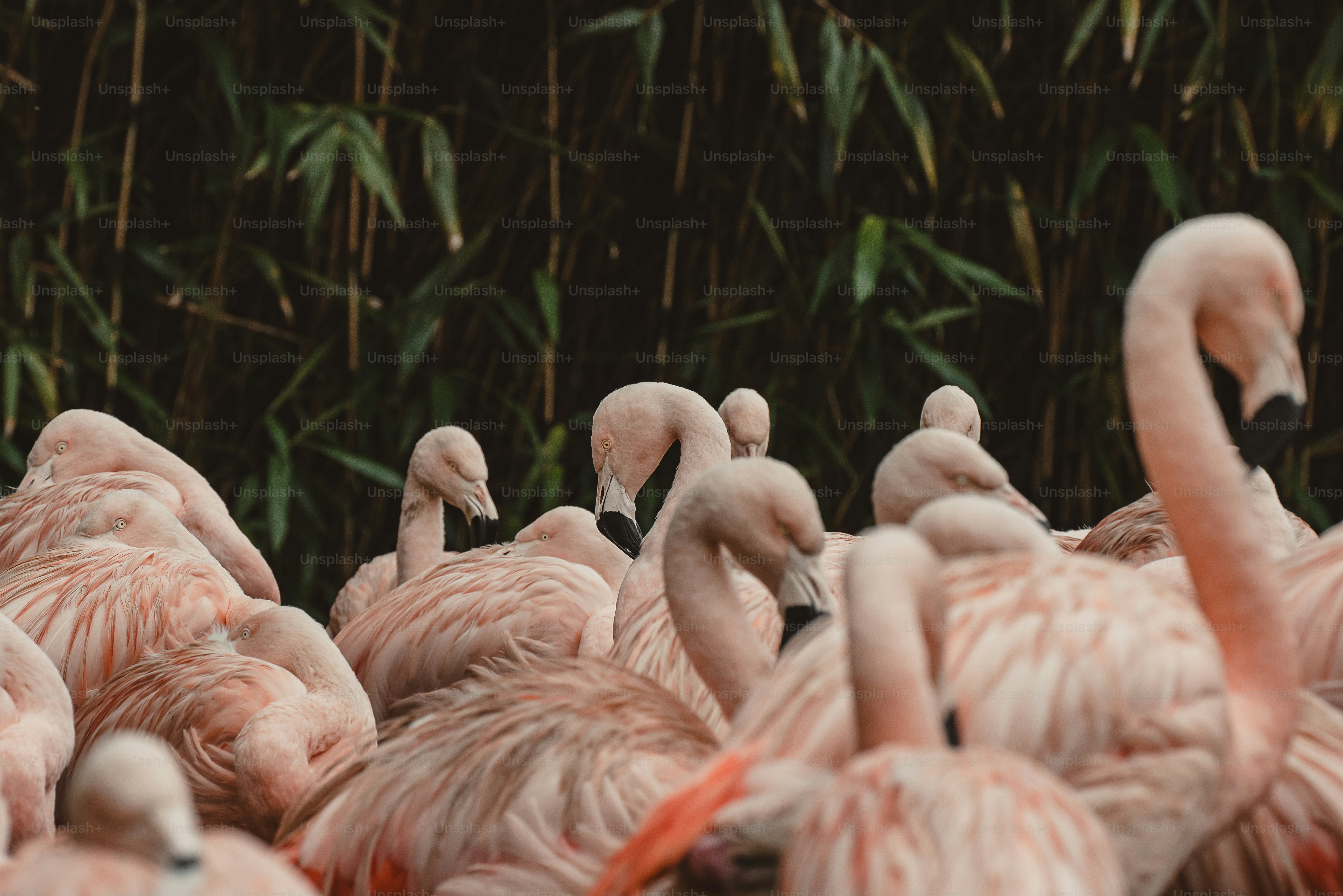 A group of flamingos standing around in a field