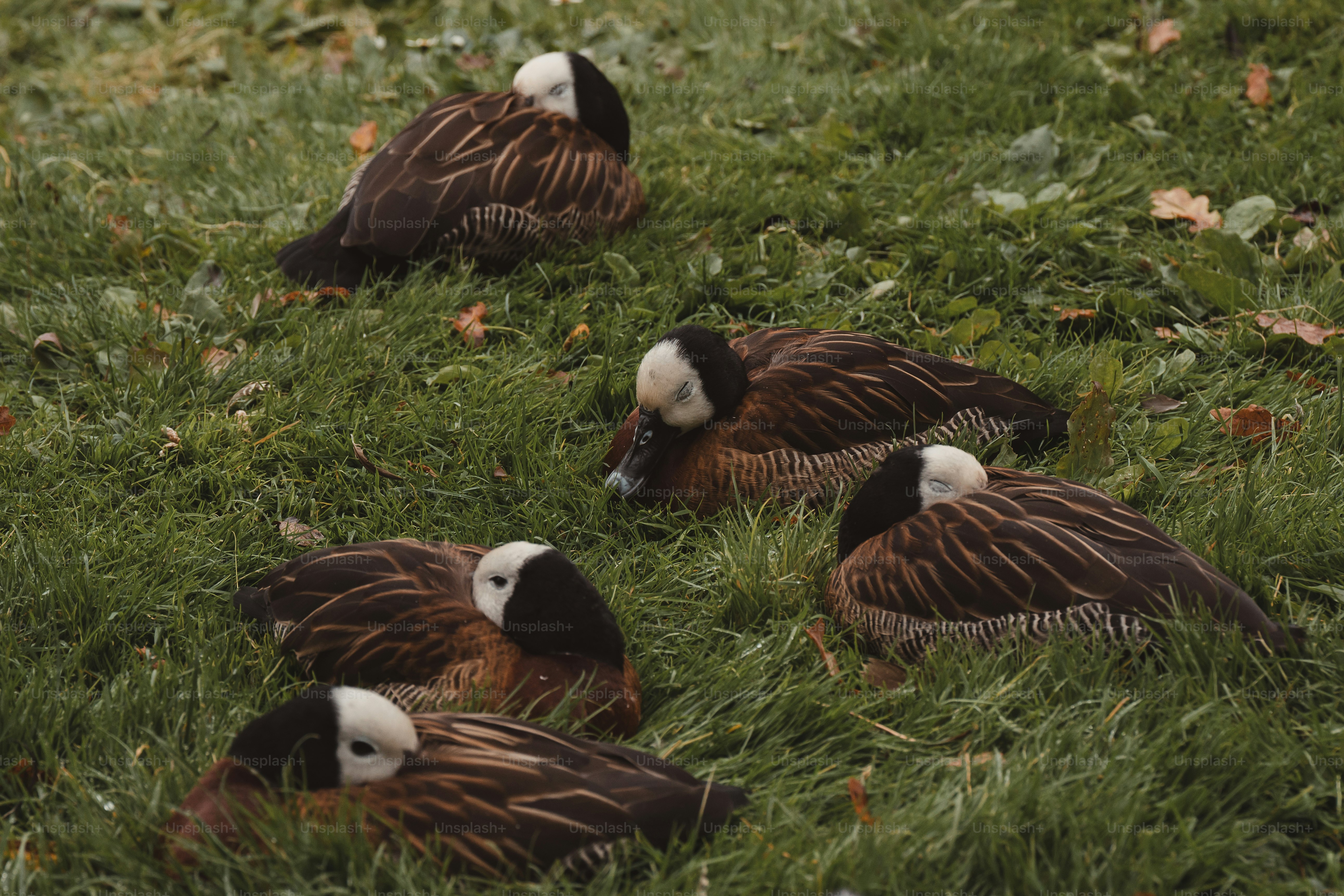 A group of birds that are sitting in the grass