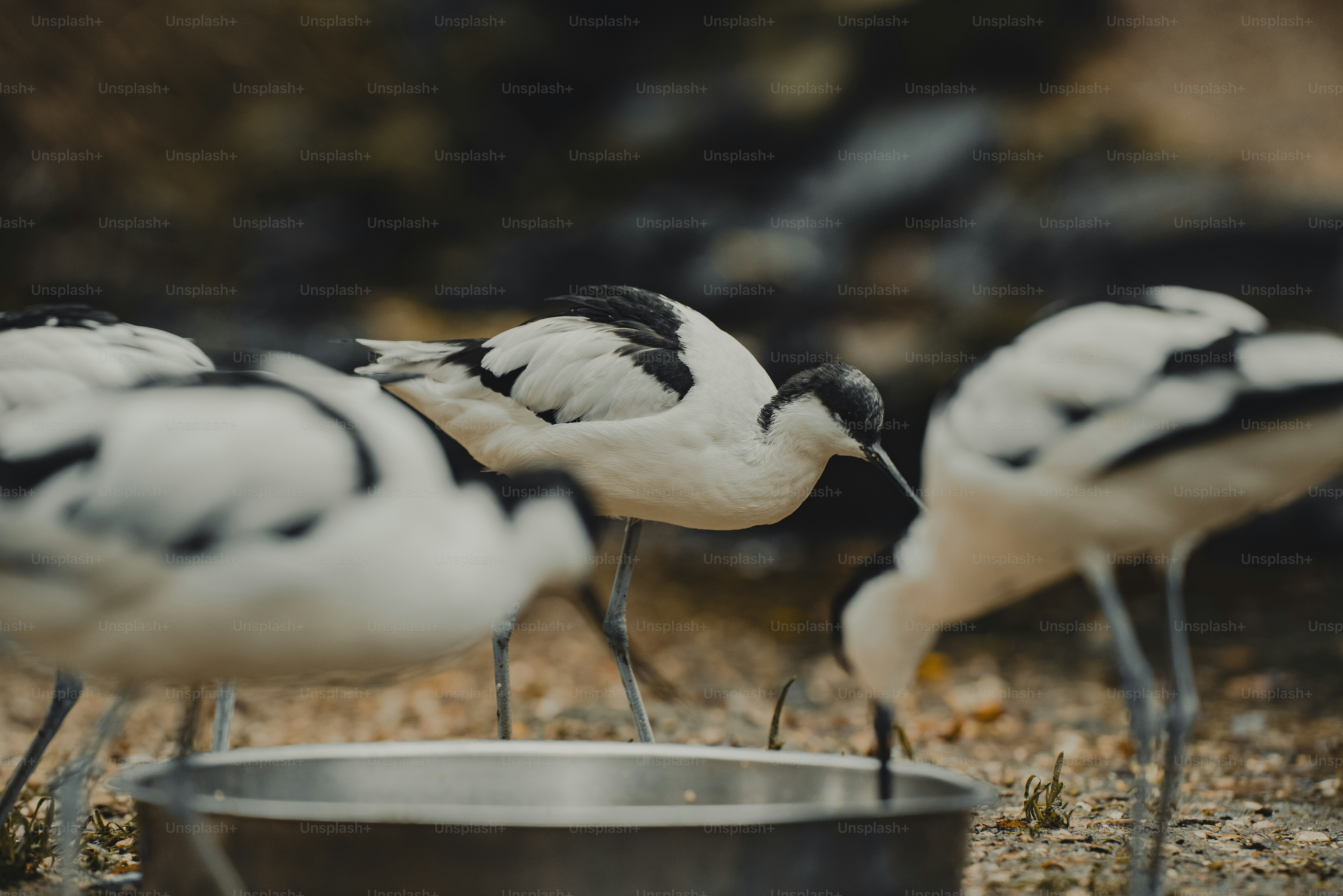 A group of black and white birds standing around a metal bowl