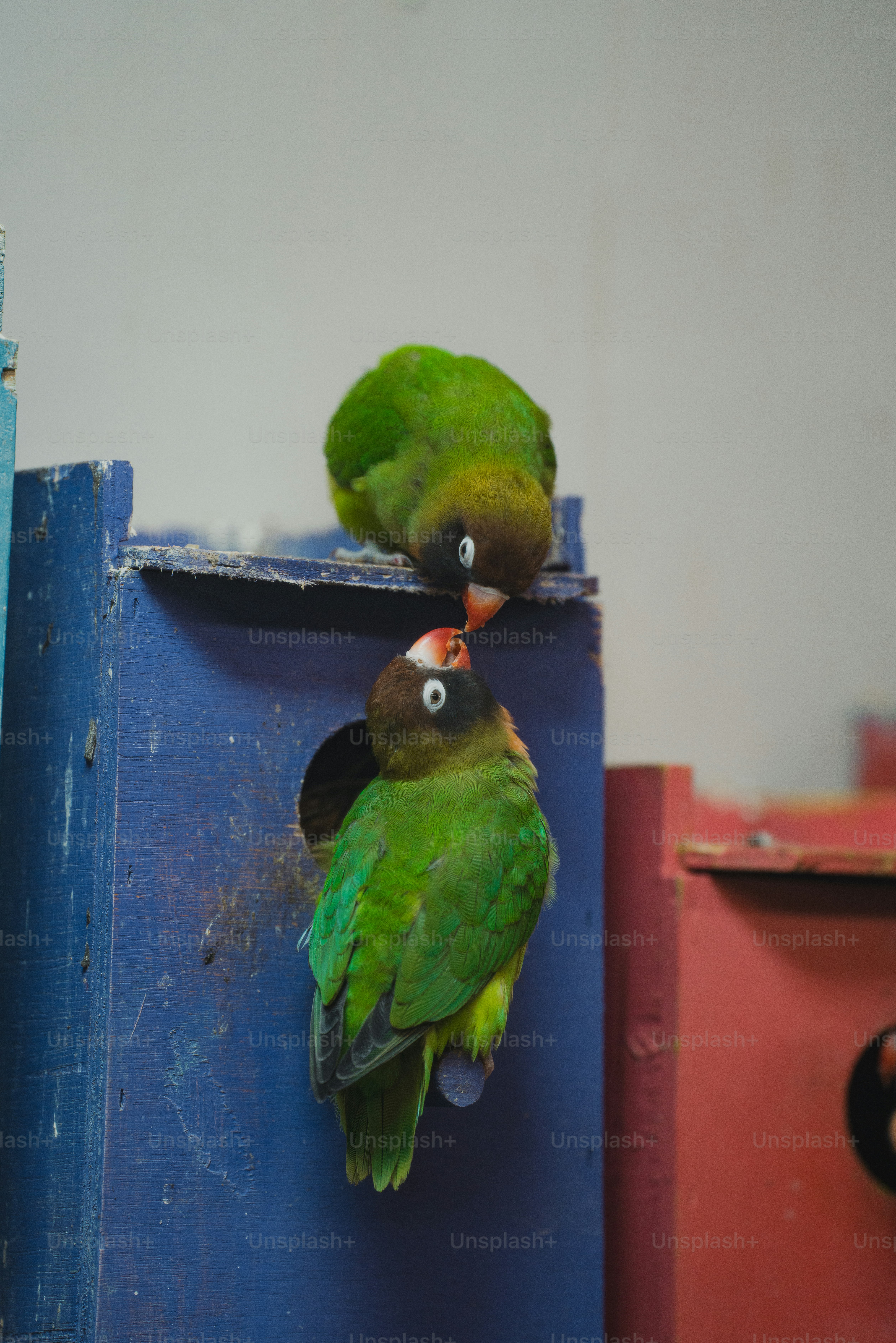 Two parakeets feeding each other