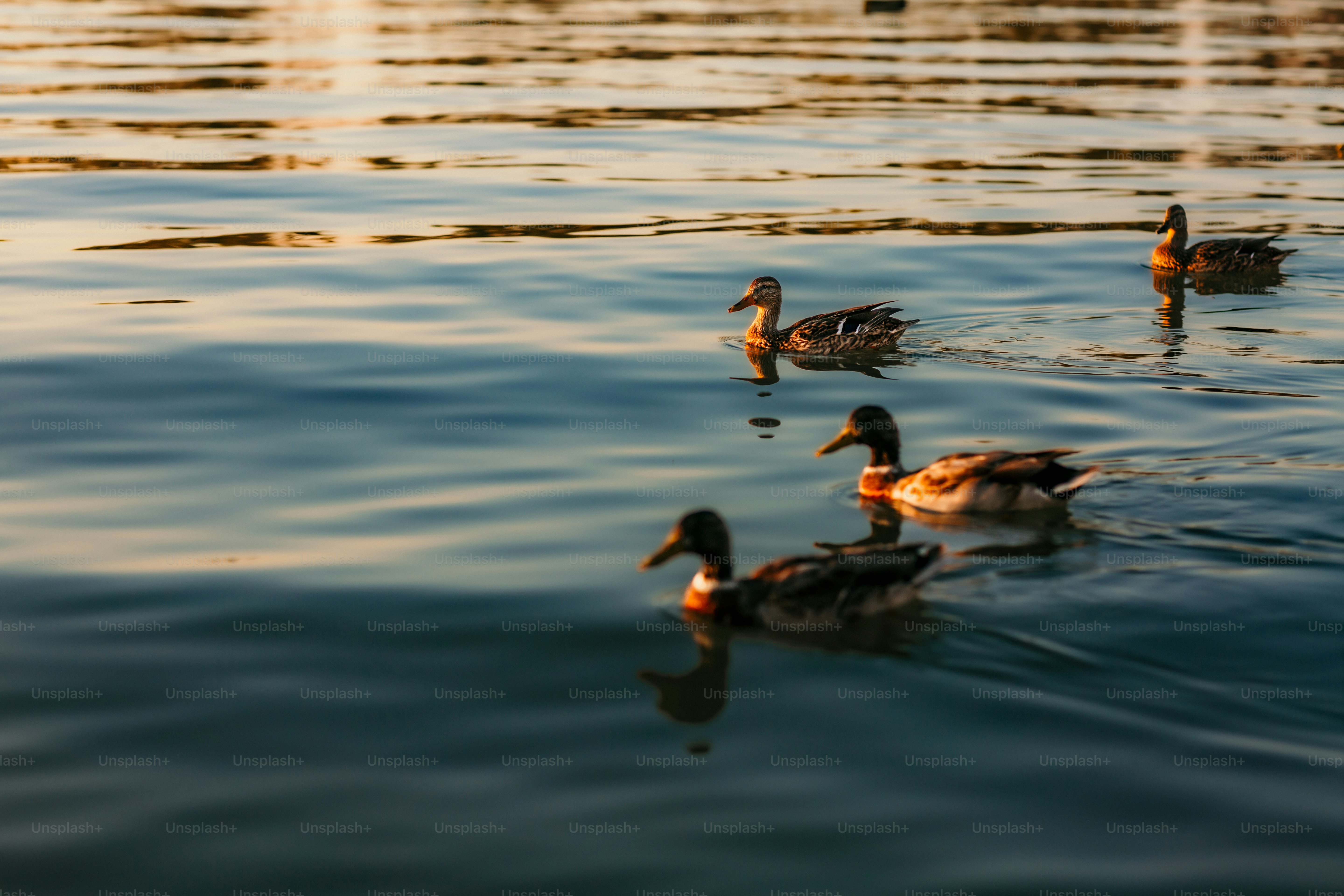 Ein Schwarm Enten, der auf einem See treibt