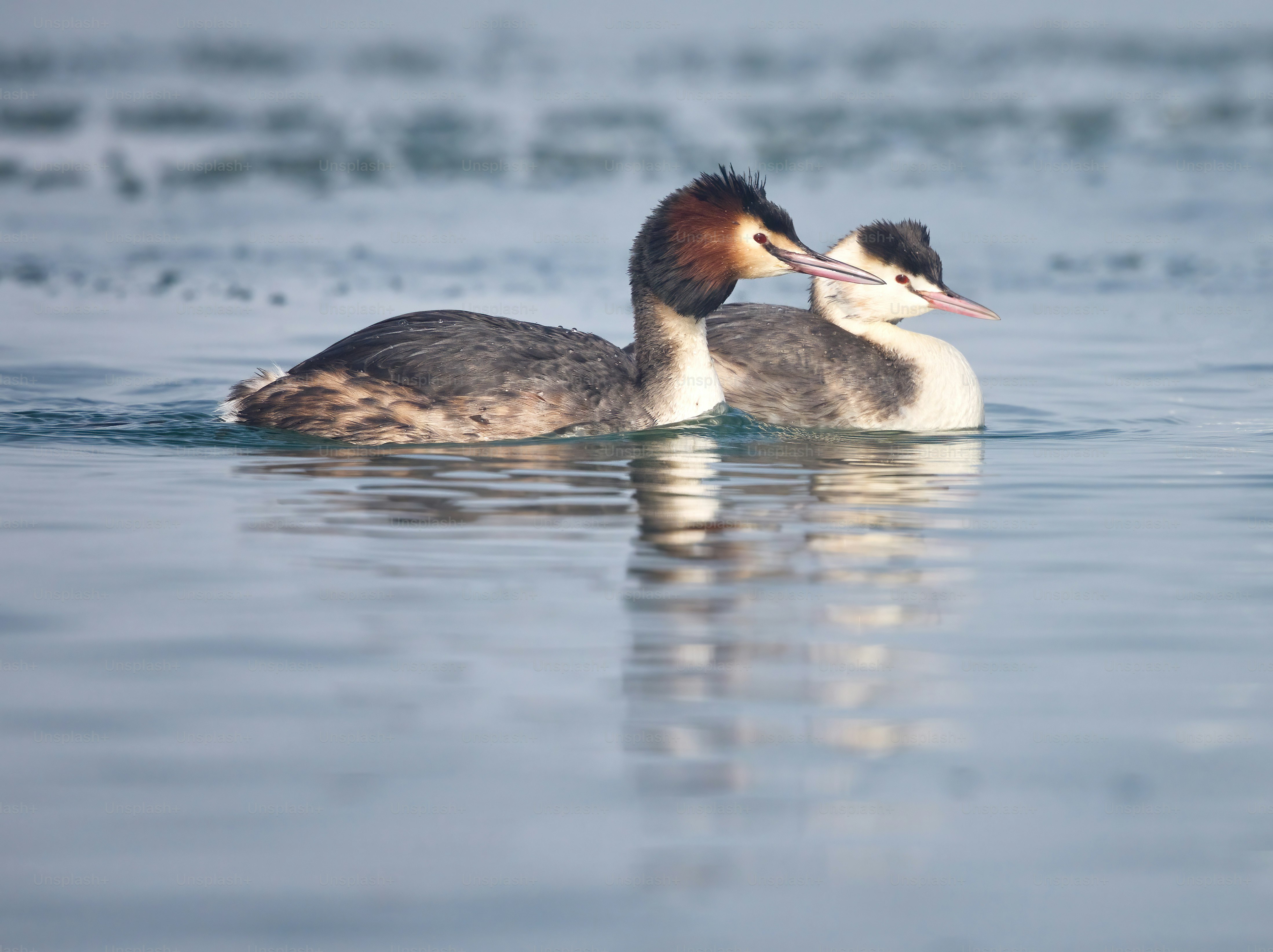 A couple of ducks floating on top of a body of water