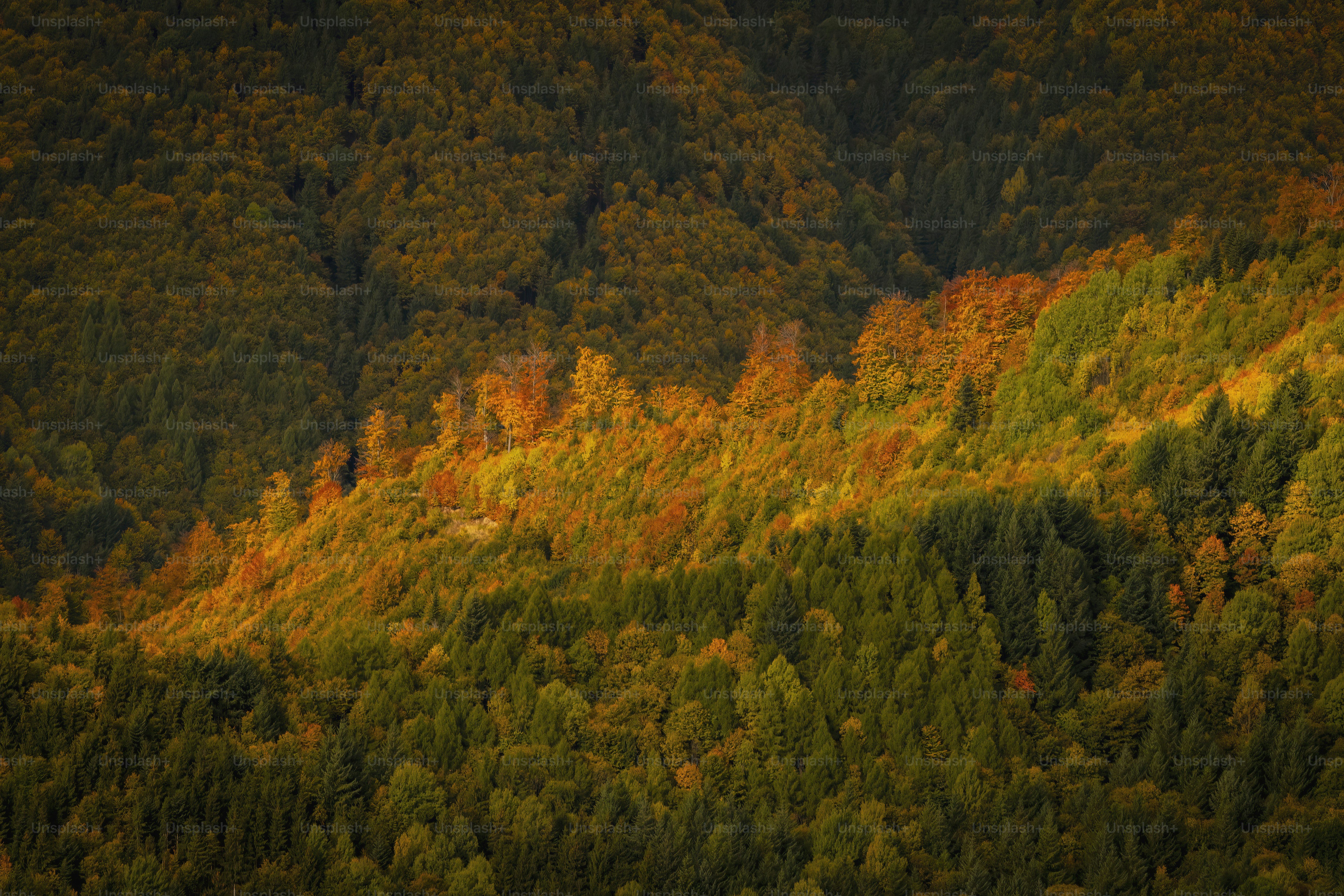 A forest filled with lots of green trees photo – Forest Image on Unsplash
