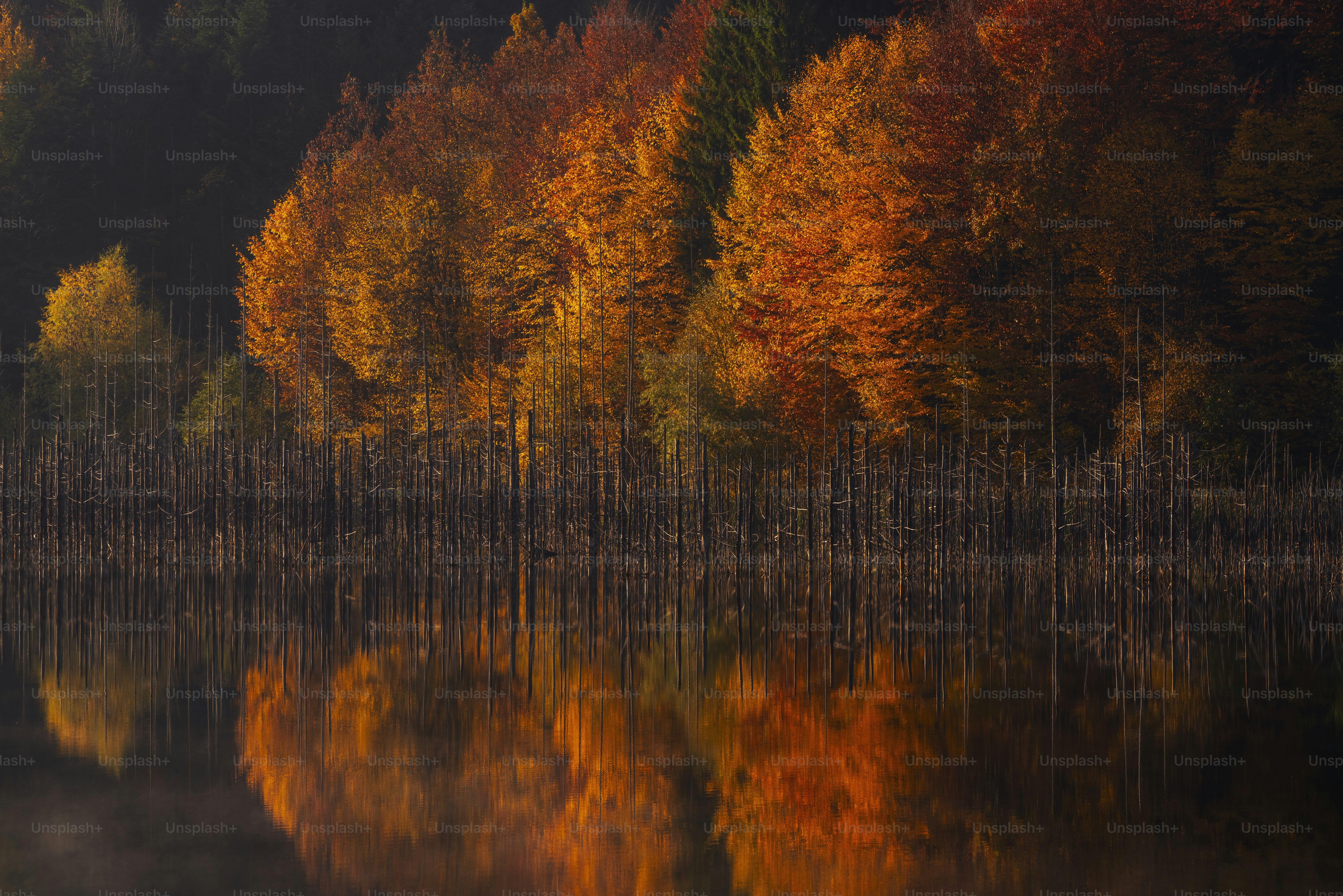 A body of water surrounded by lots of trees
