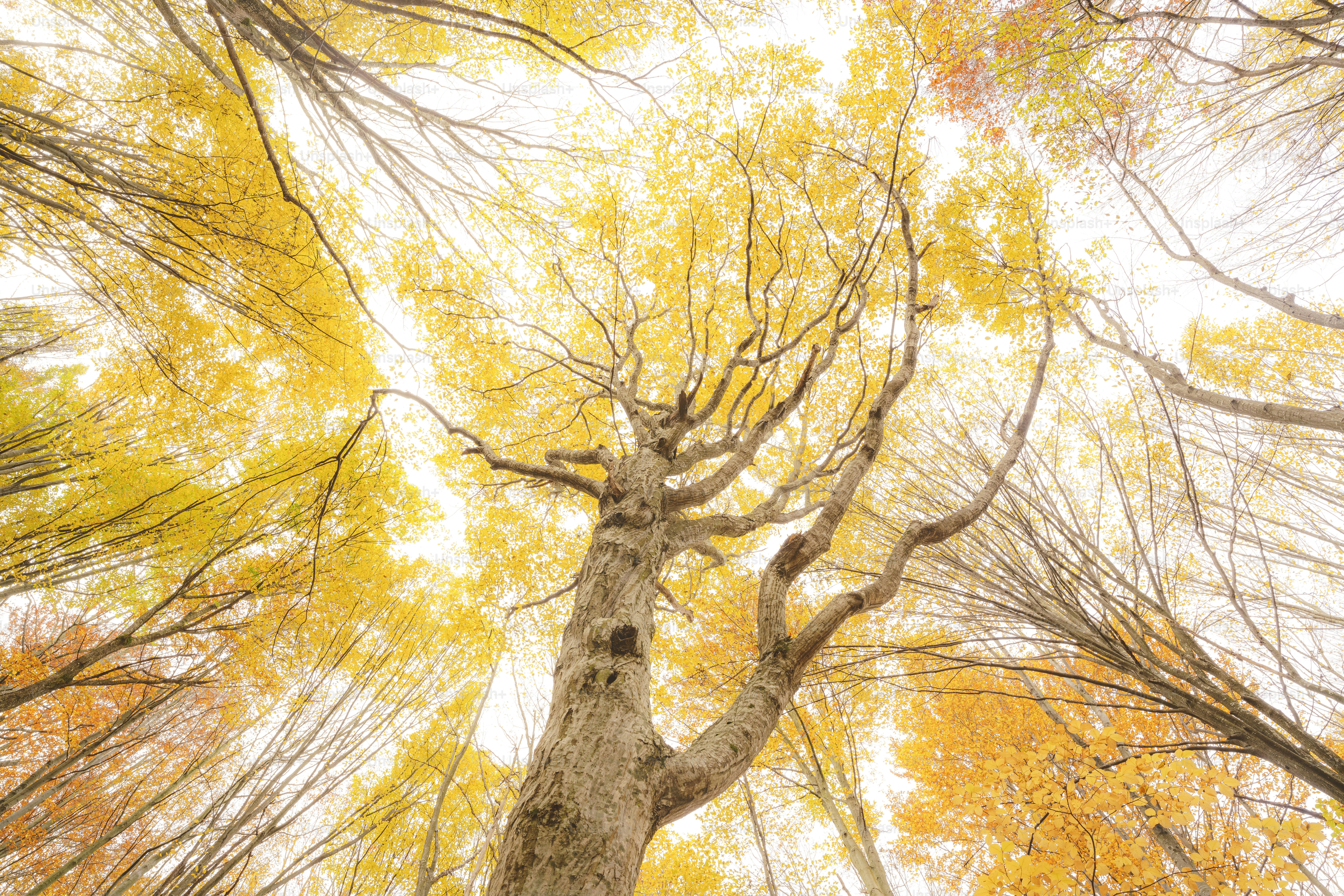 Looking up at a tall tree in a forest