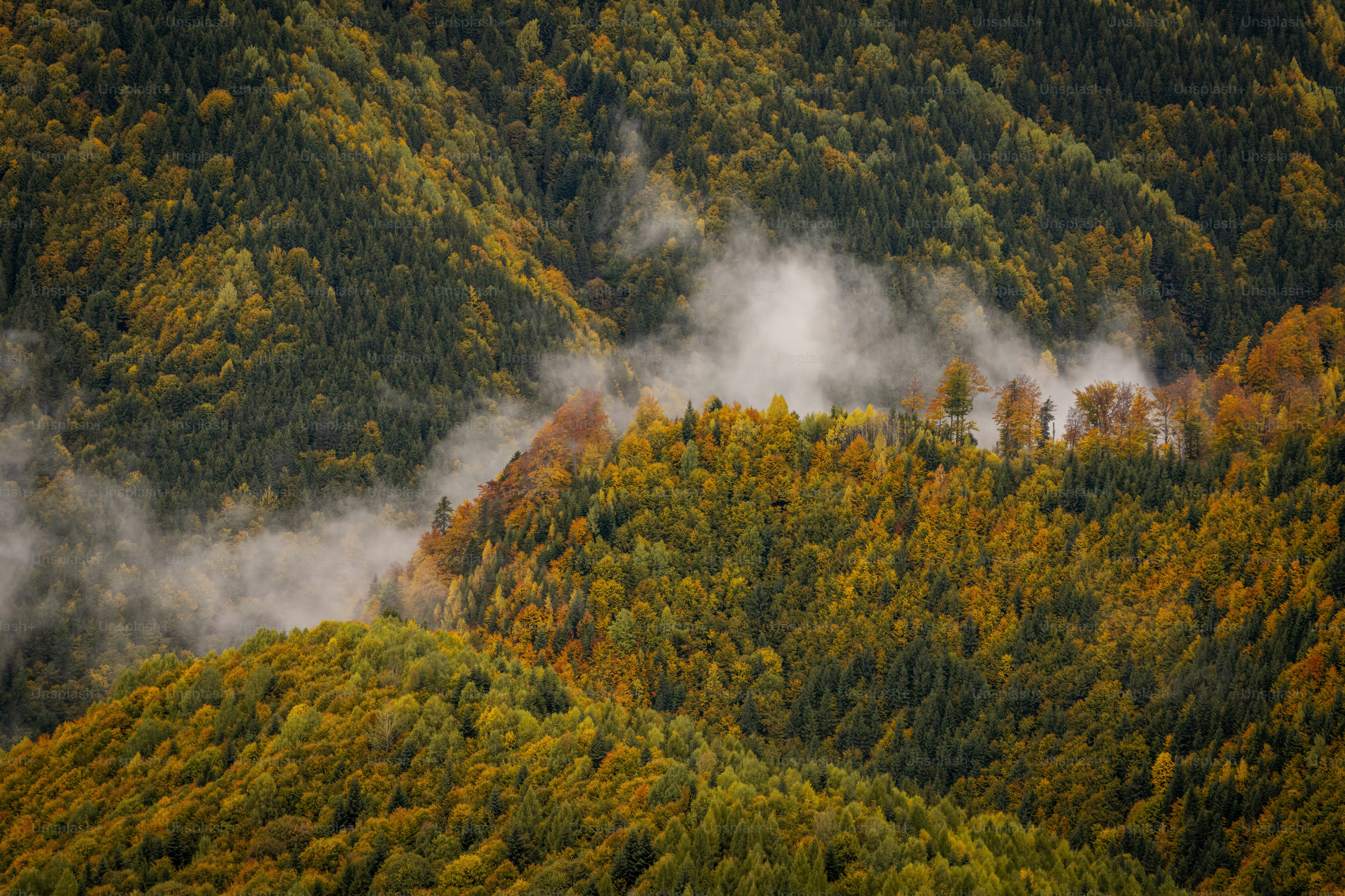 An aerial view of a forest with lots of trees photo – Wallpaper Image ...