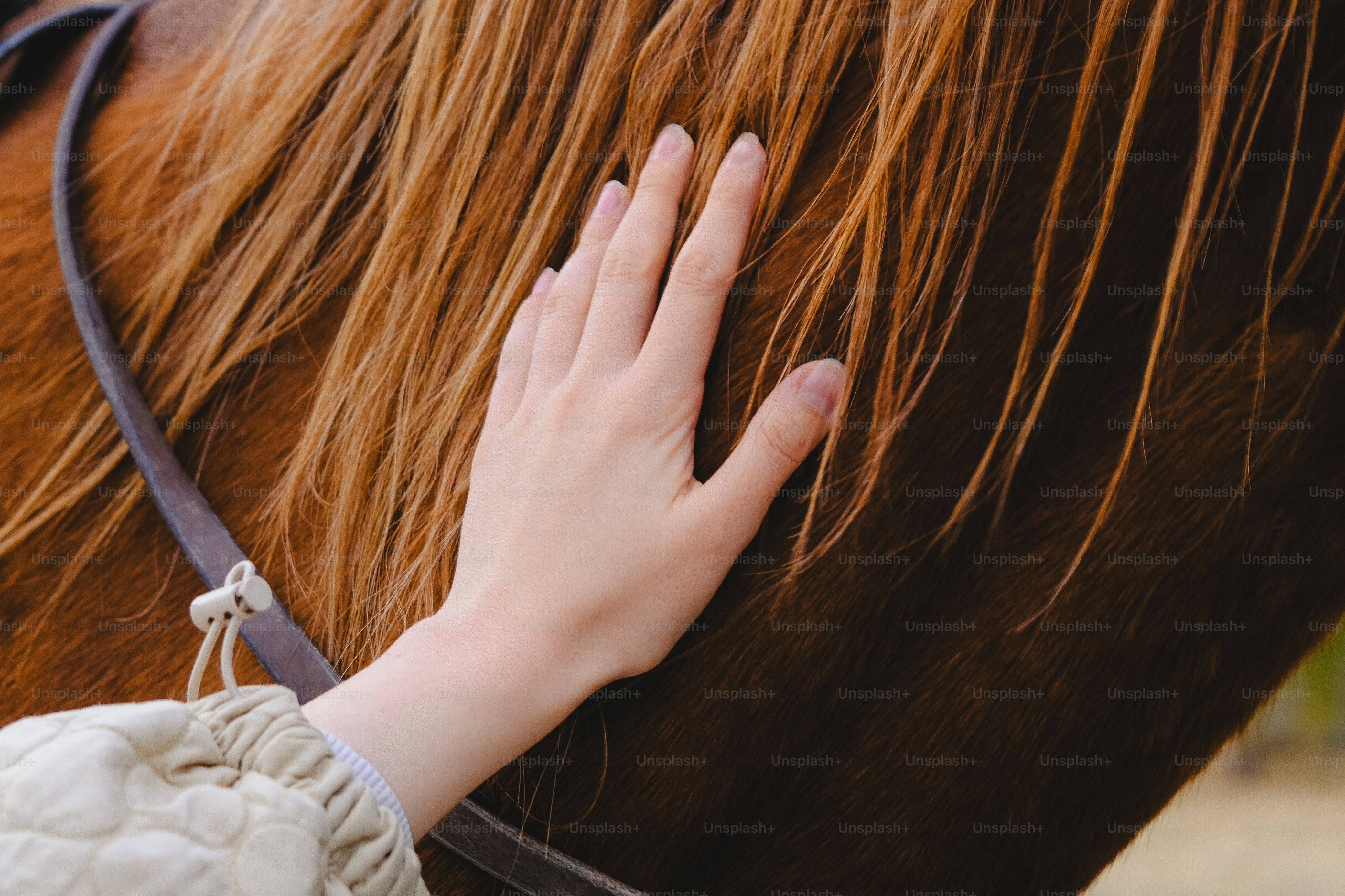 A close up of a person petting a horse