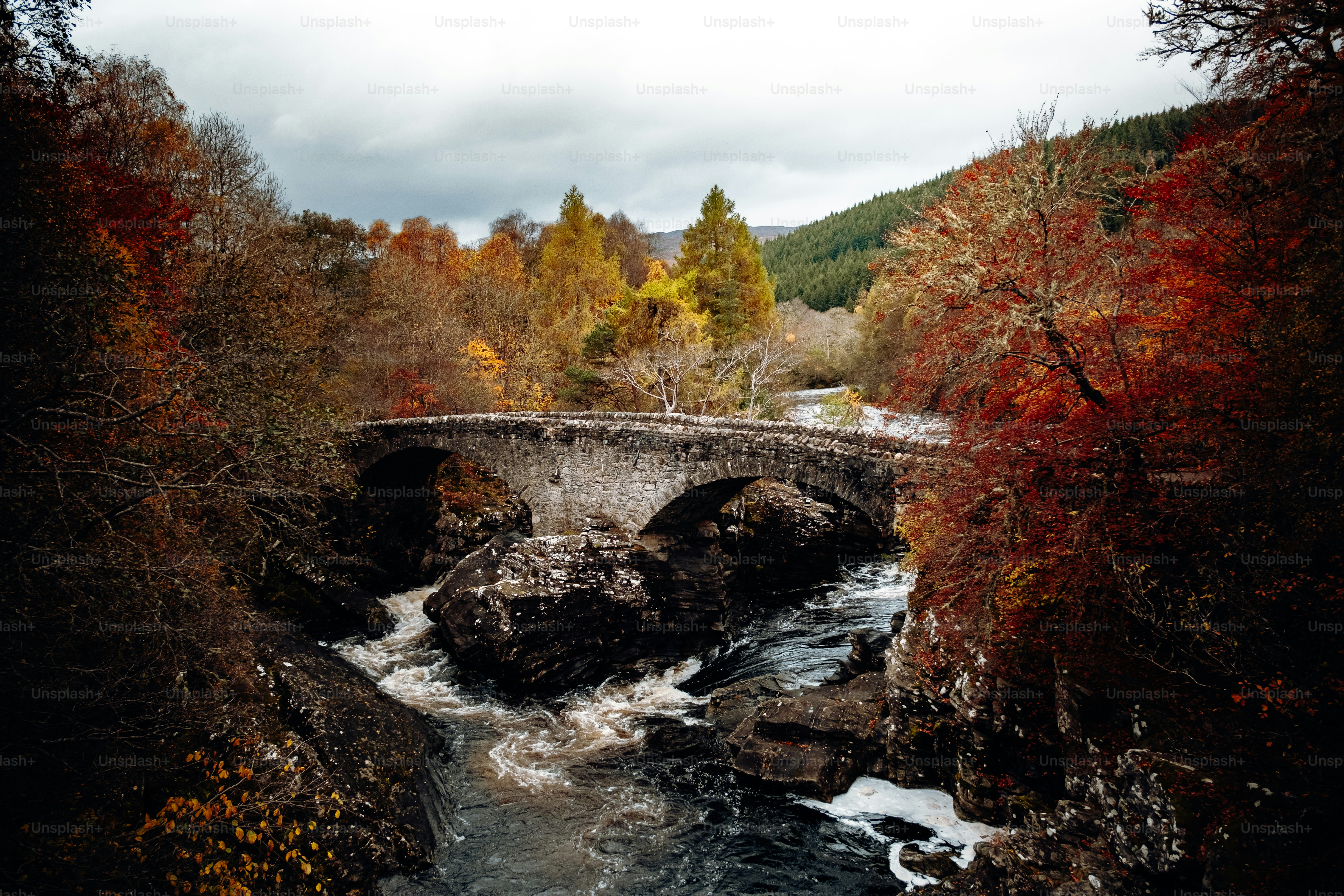 A river running through a lush green forest